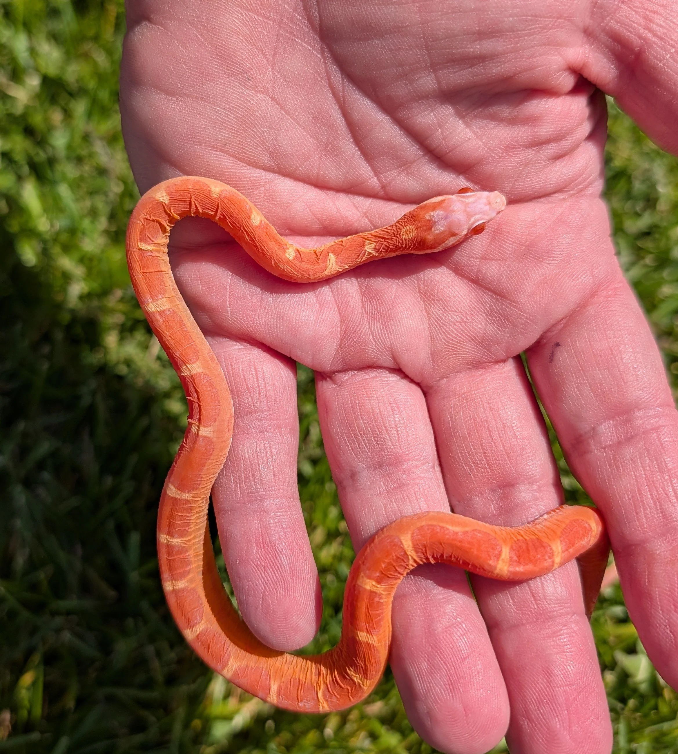 Amelanistic Scaleless $150