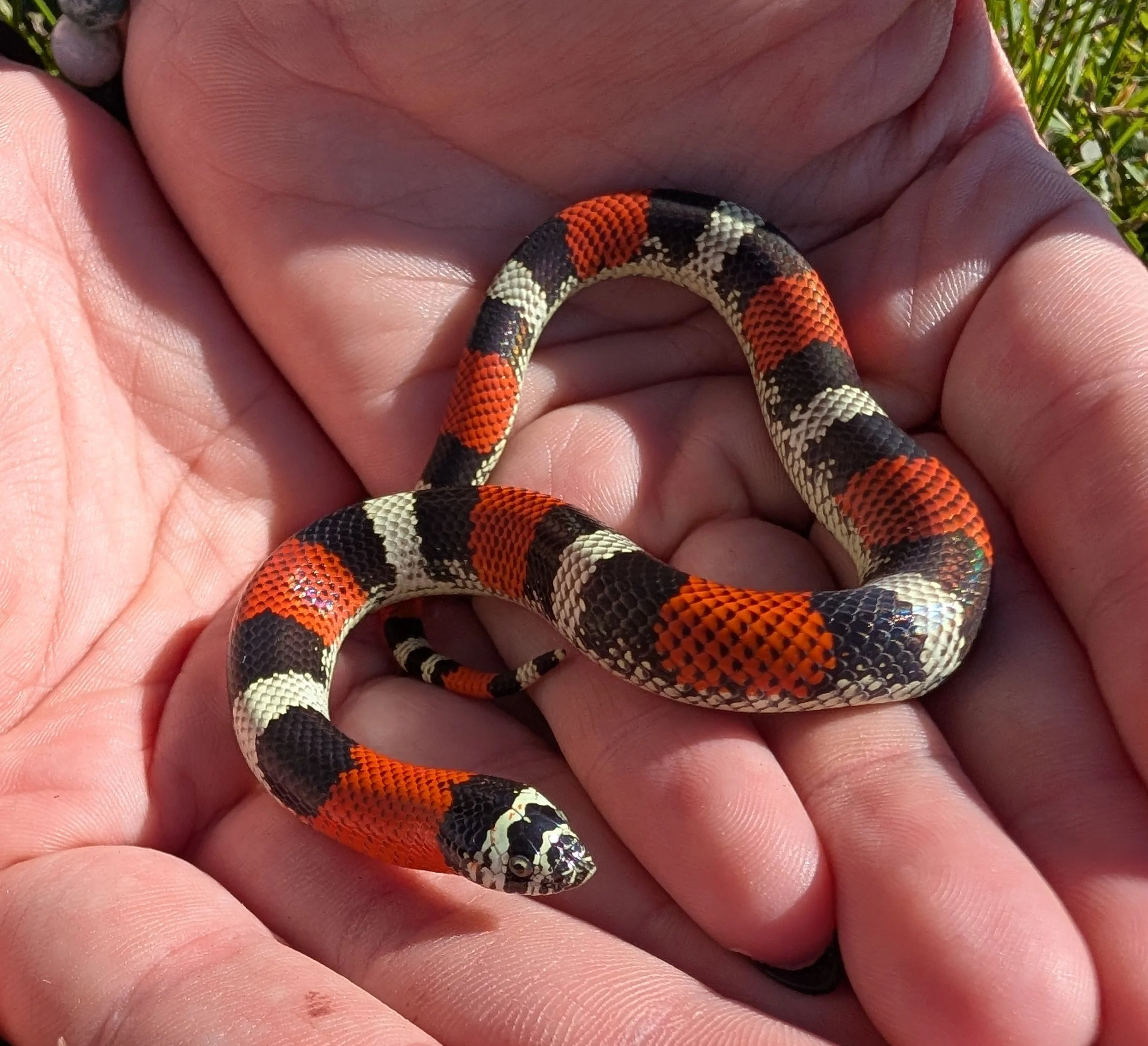 Tri Color $300