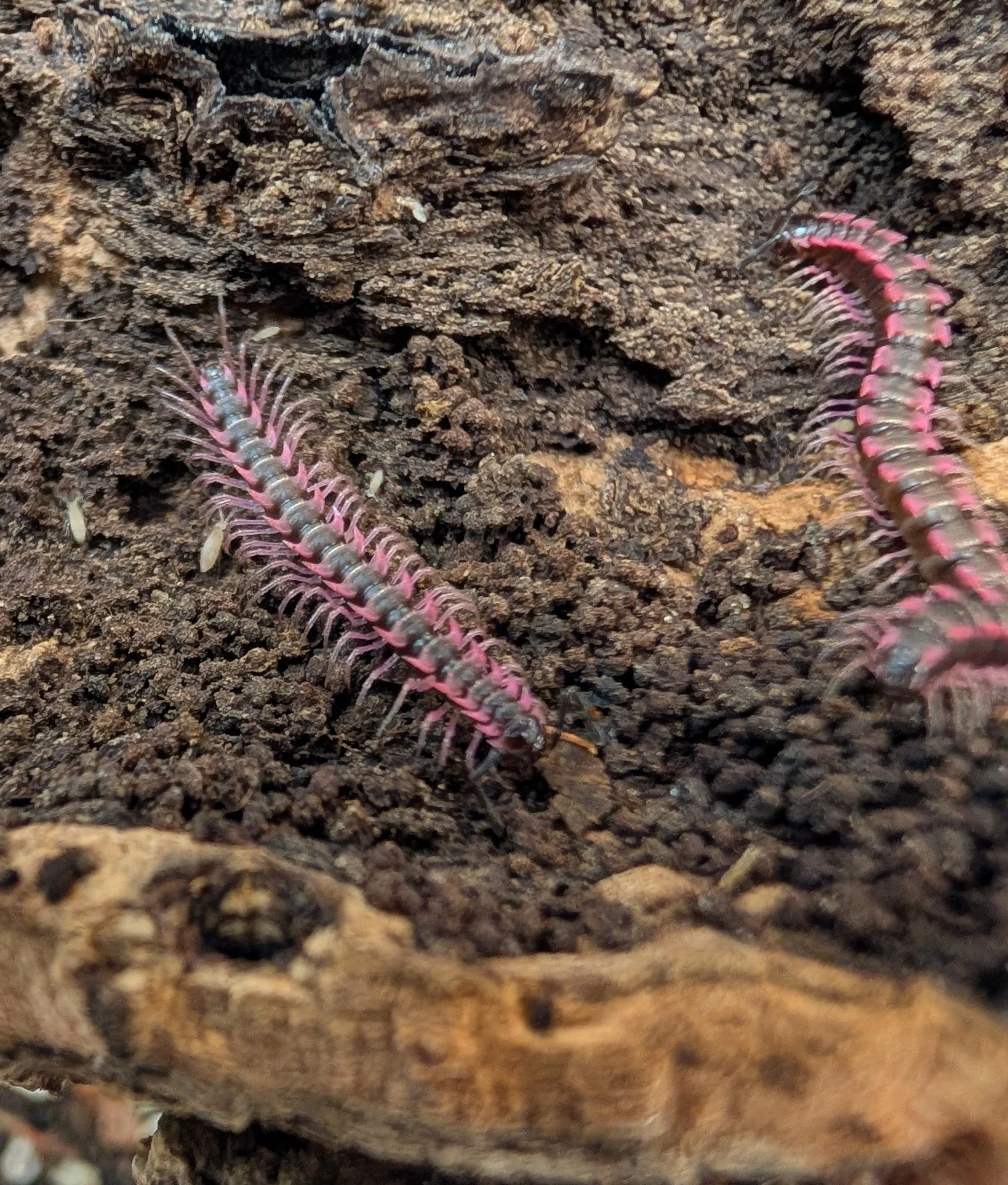 Pink Dragon Millipedes