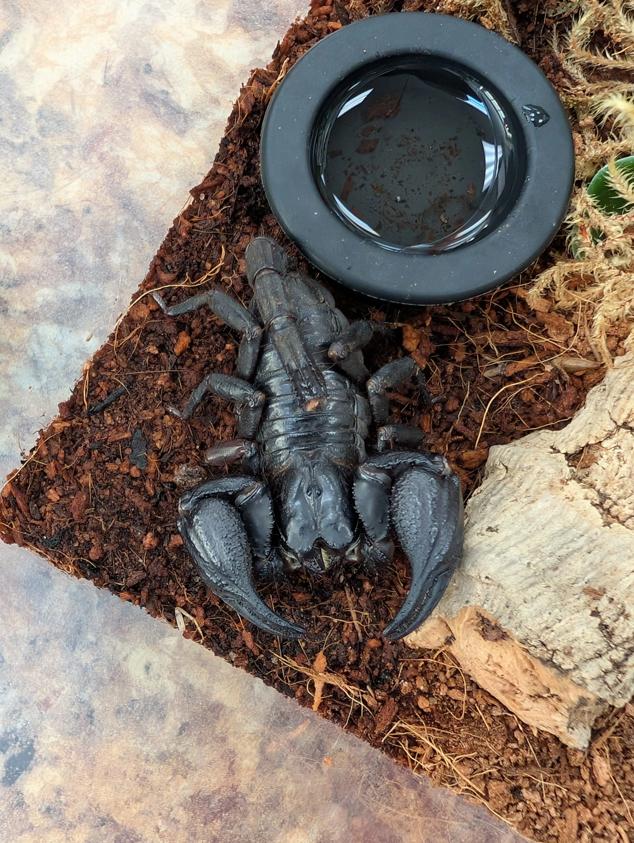 Asian Forest Scorpion