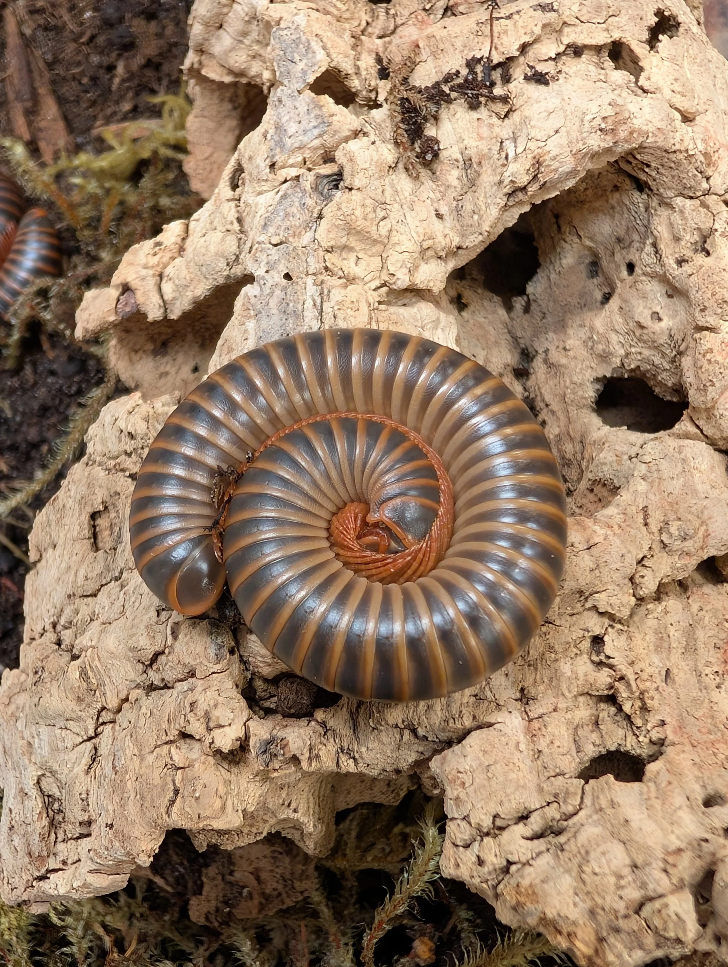 Desert Millipedes