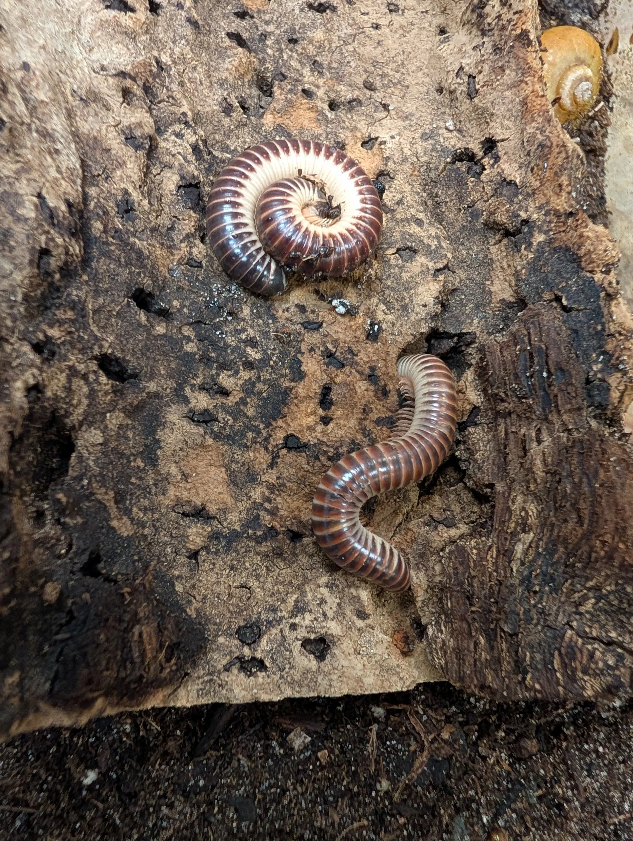 Ivory Millipedes