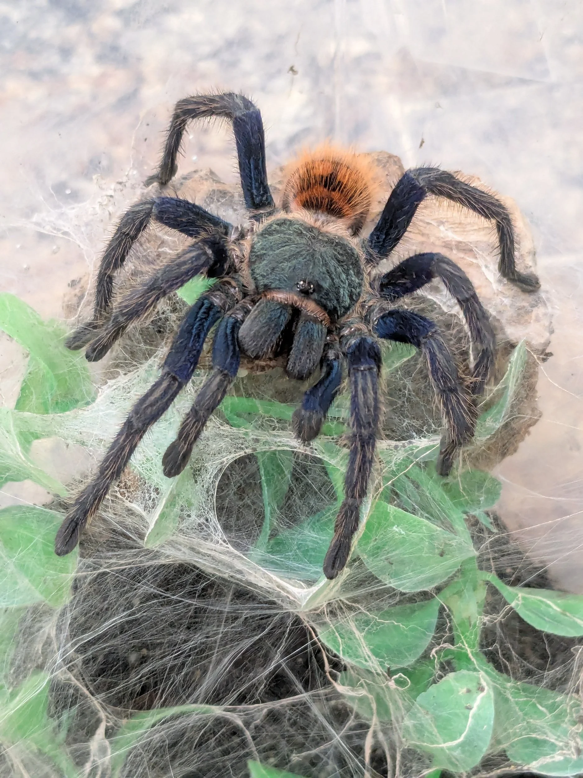 Greenbottle Blue Chromatopelma cyaneopubescens