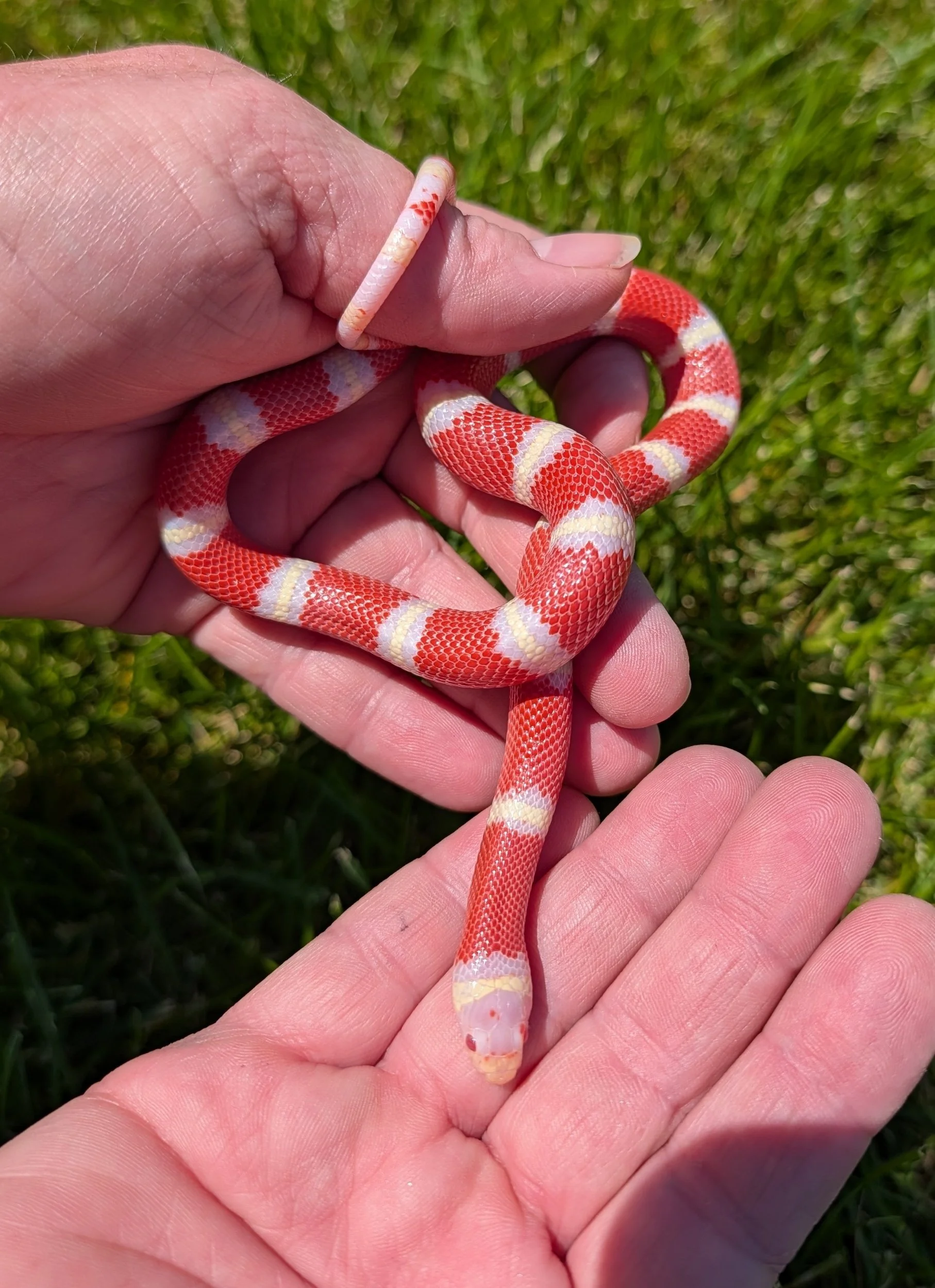 Albino Nelson's $150
