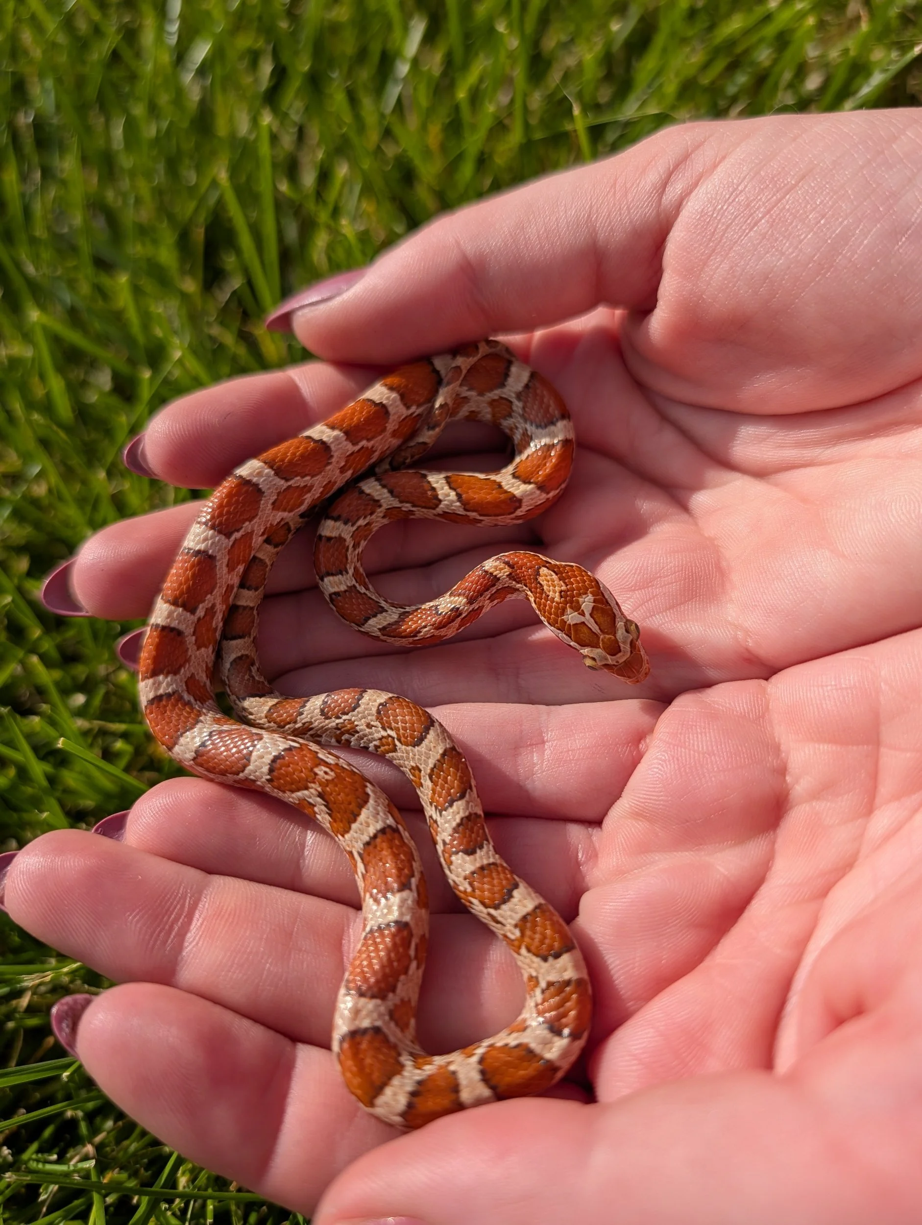 ON HOLD Emoryi Ratsnake Hybrid Ginger Ale $150