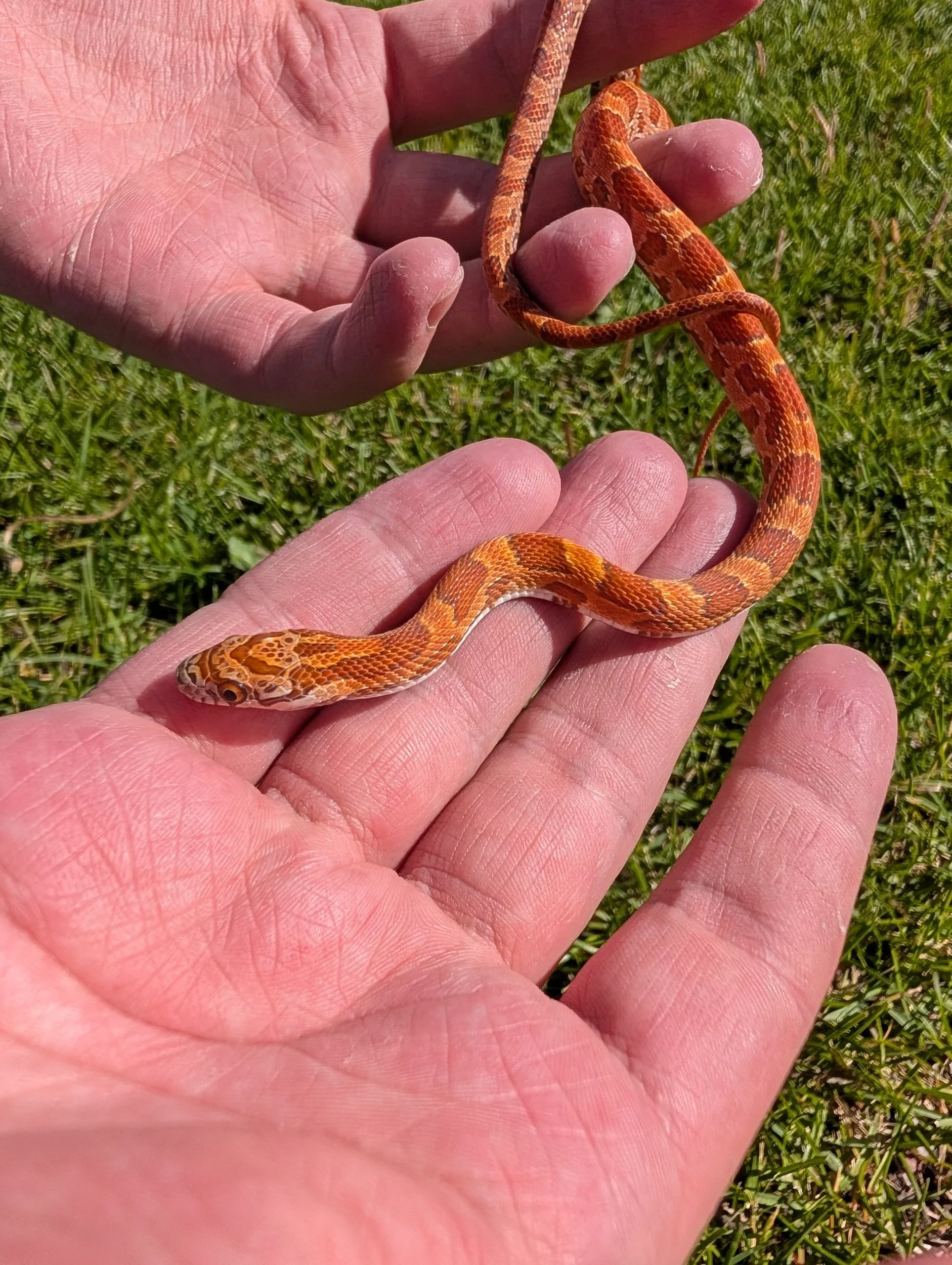 Hypo Sunkissed $130