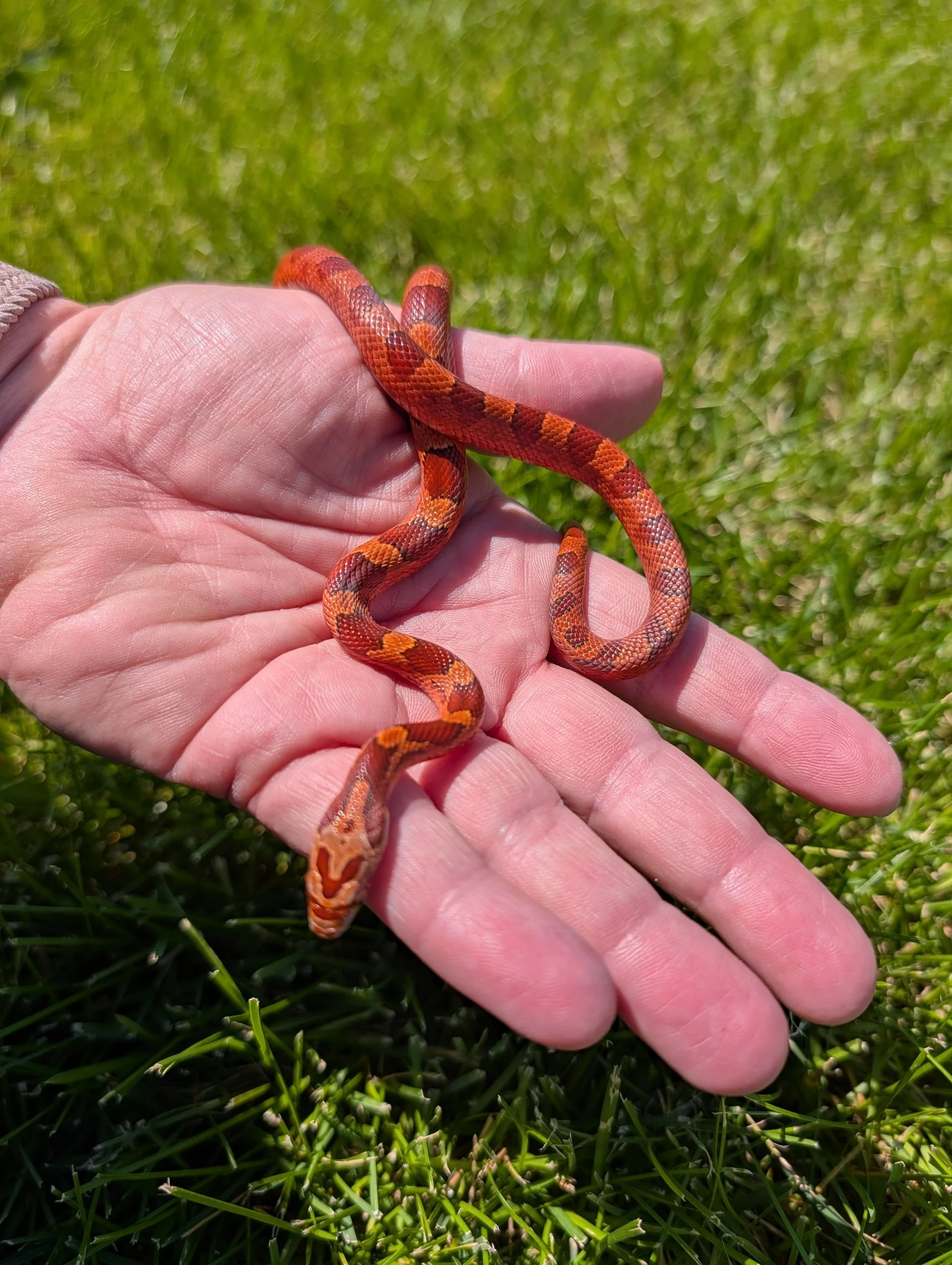 Bloodred $150