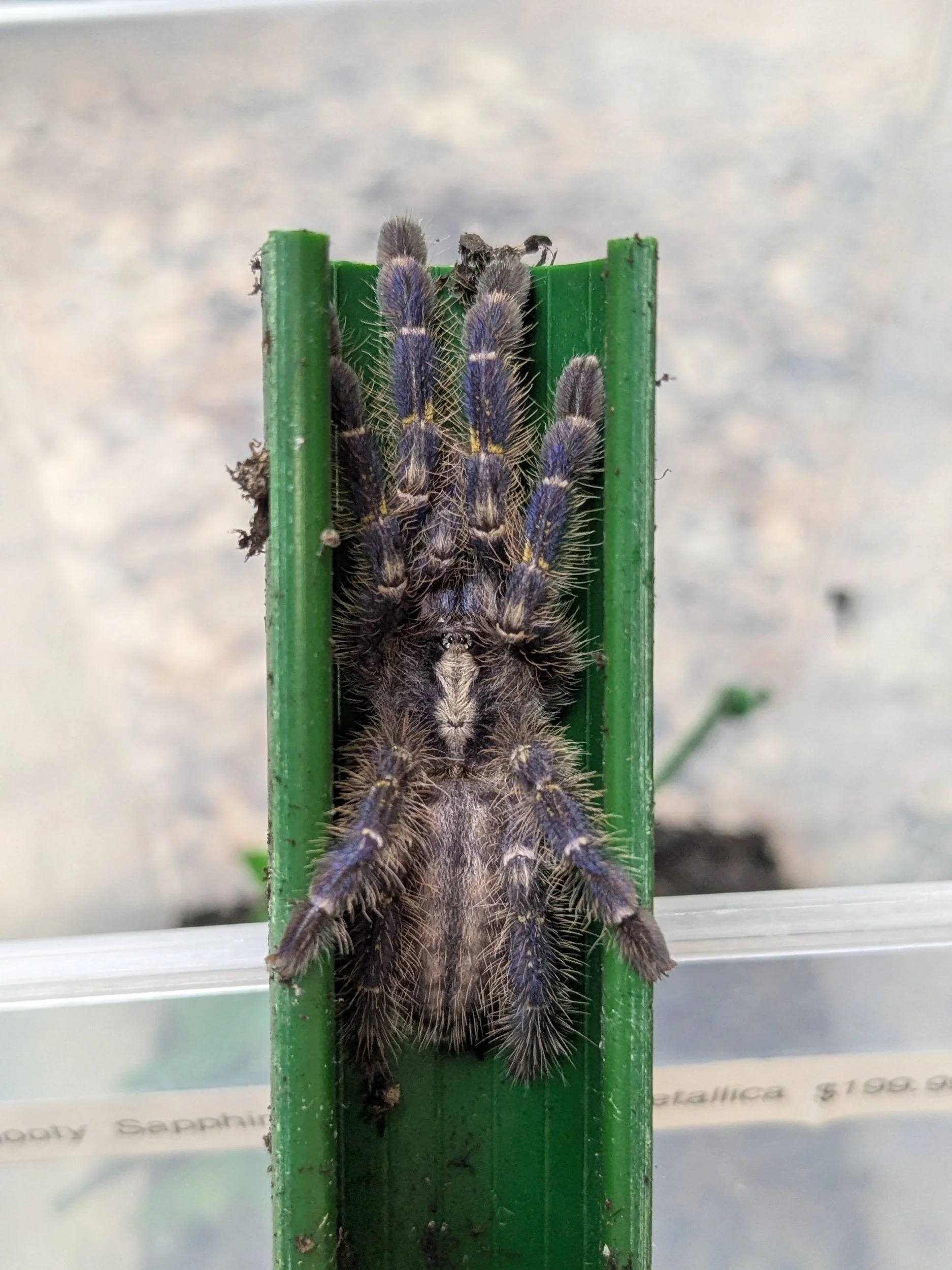 Gooty Sapphire Poecilotheria metallica