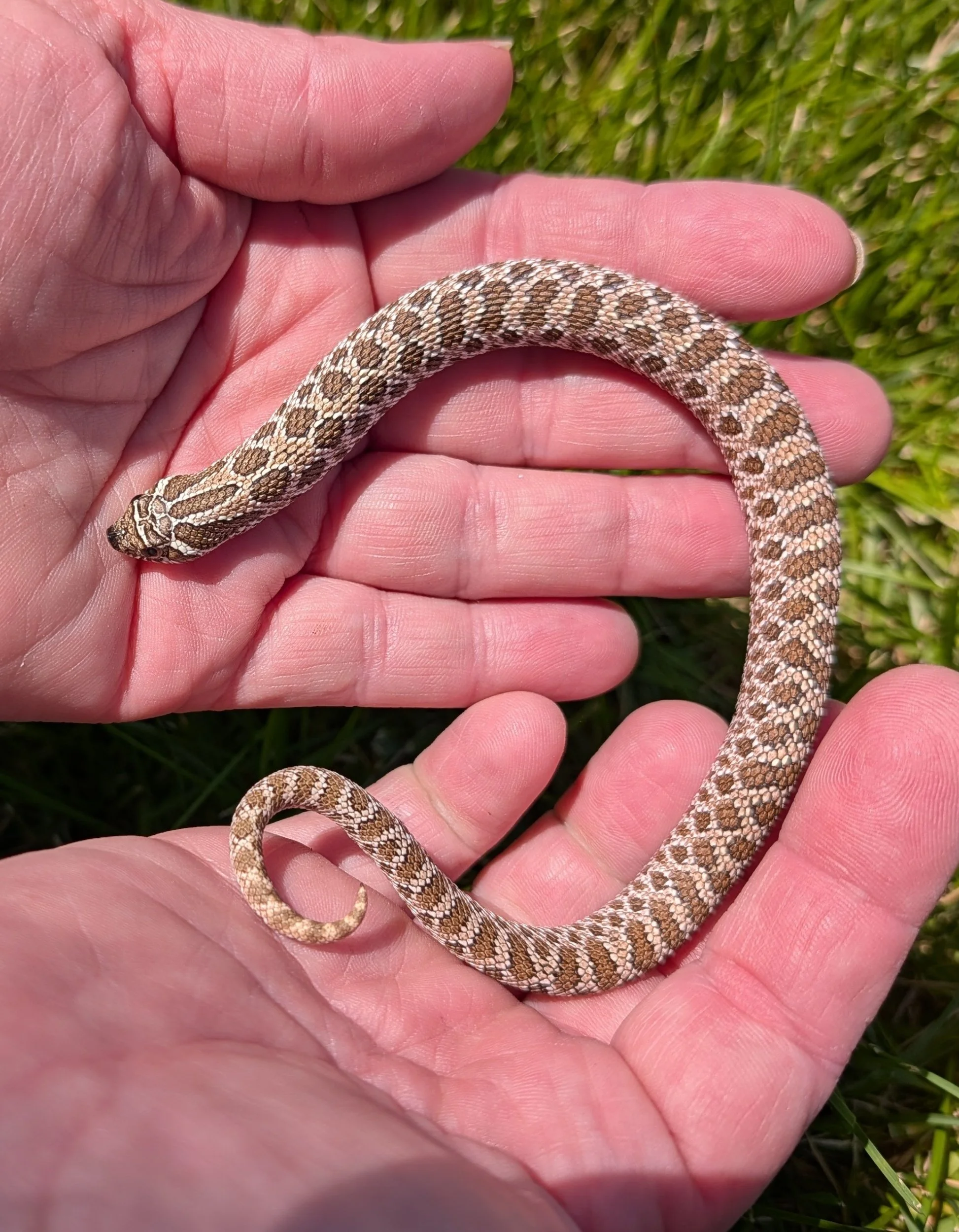 Arctic het albino $200