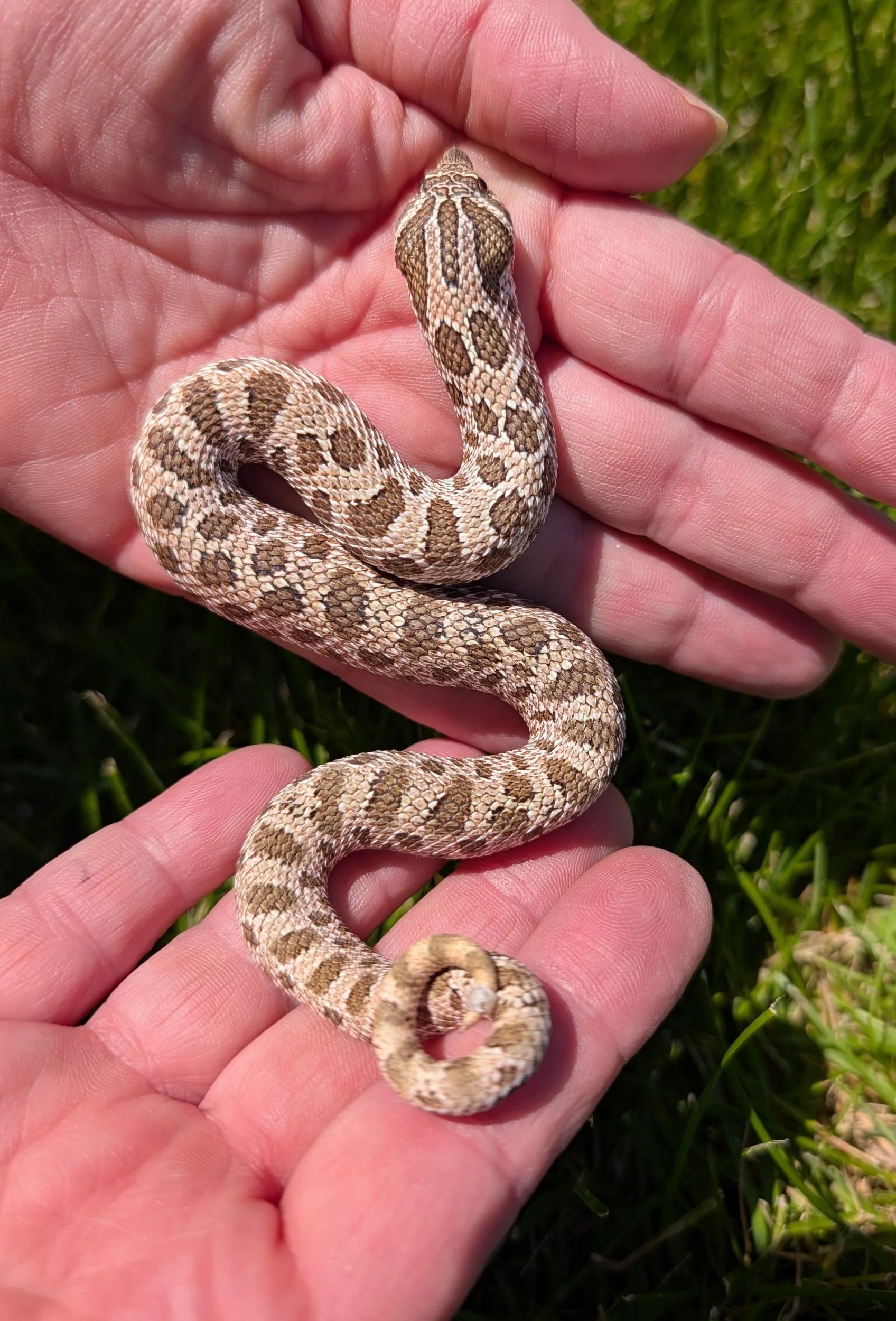 Arctic het albino $200