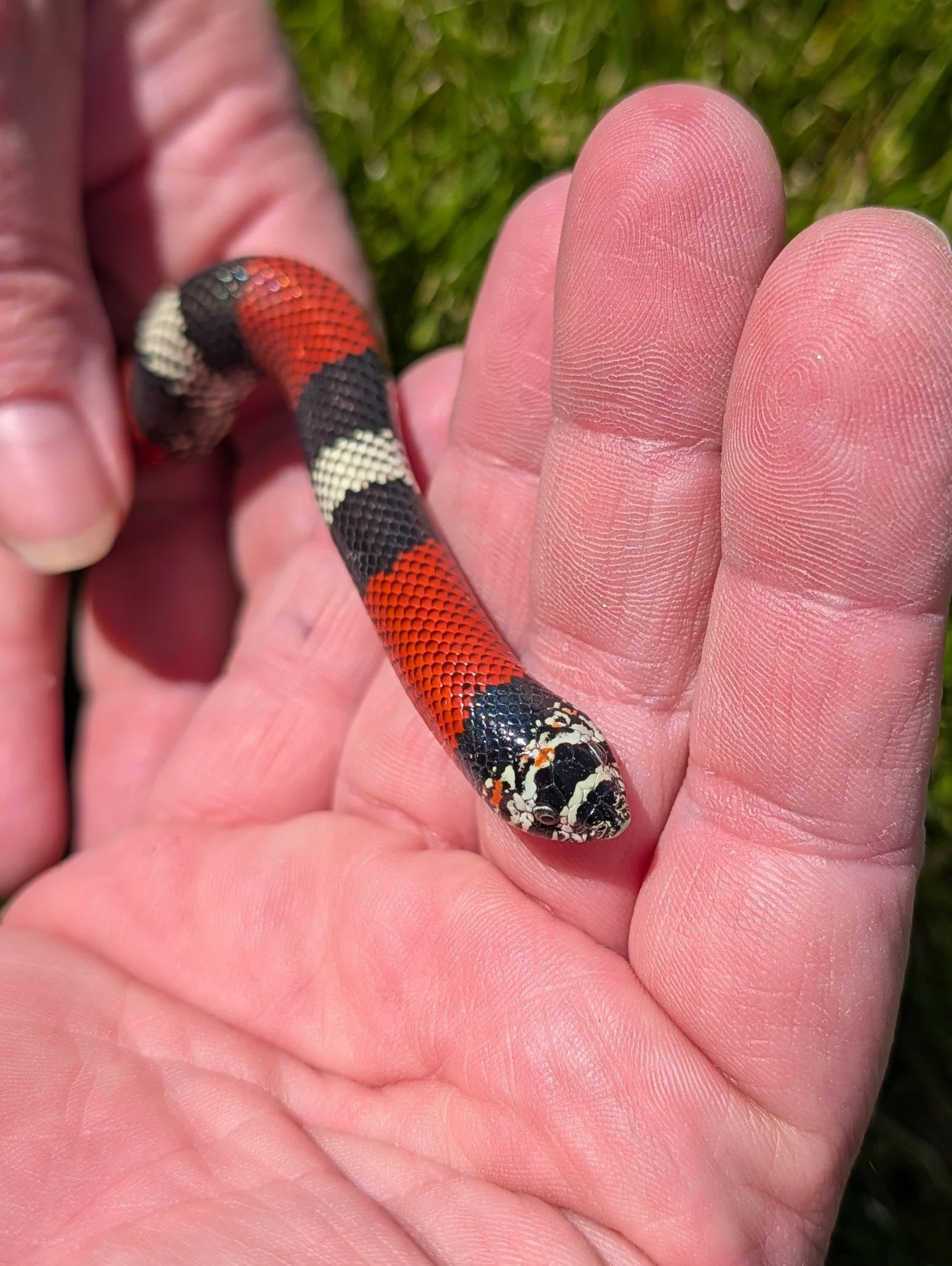 Tri Color $250