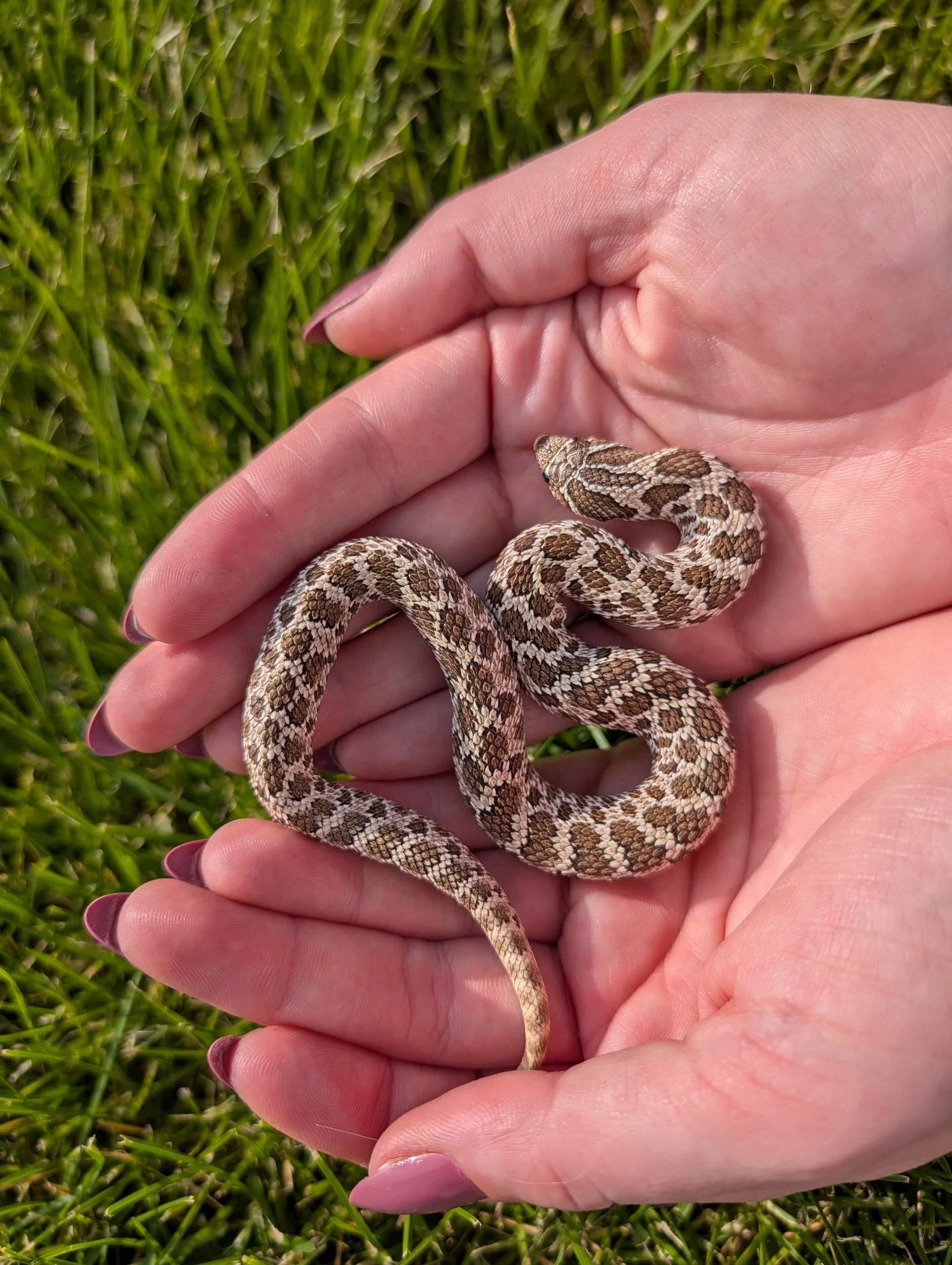 Arctic het albino $200