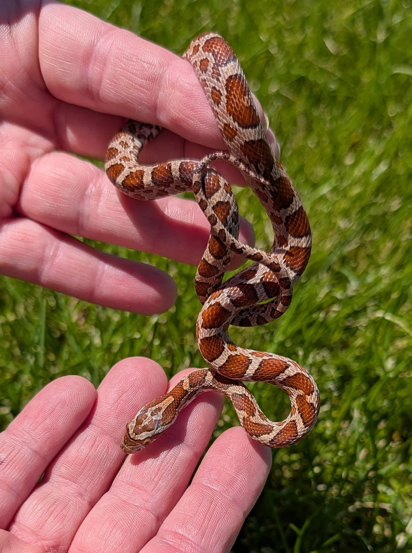 Rootbeer Emoryi Ratsnake Hybrid $150