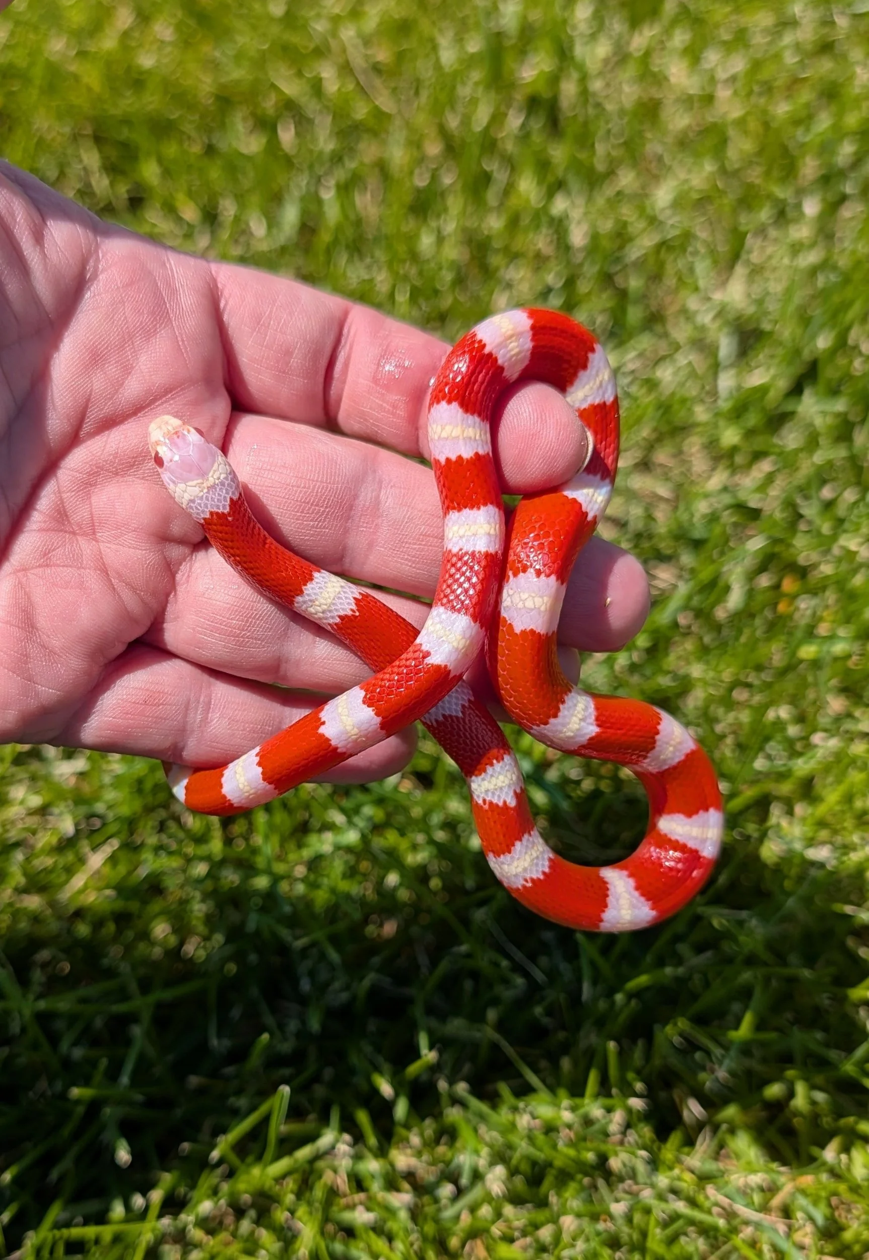 Albino Nelson's $150