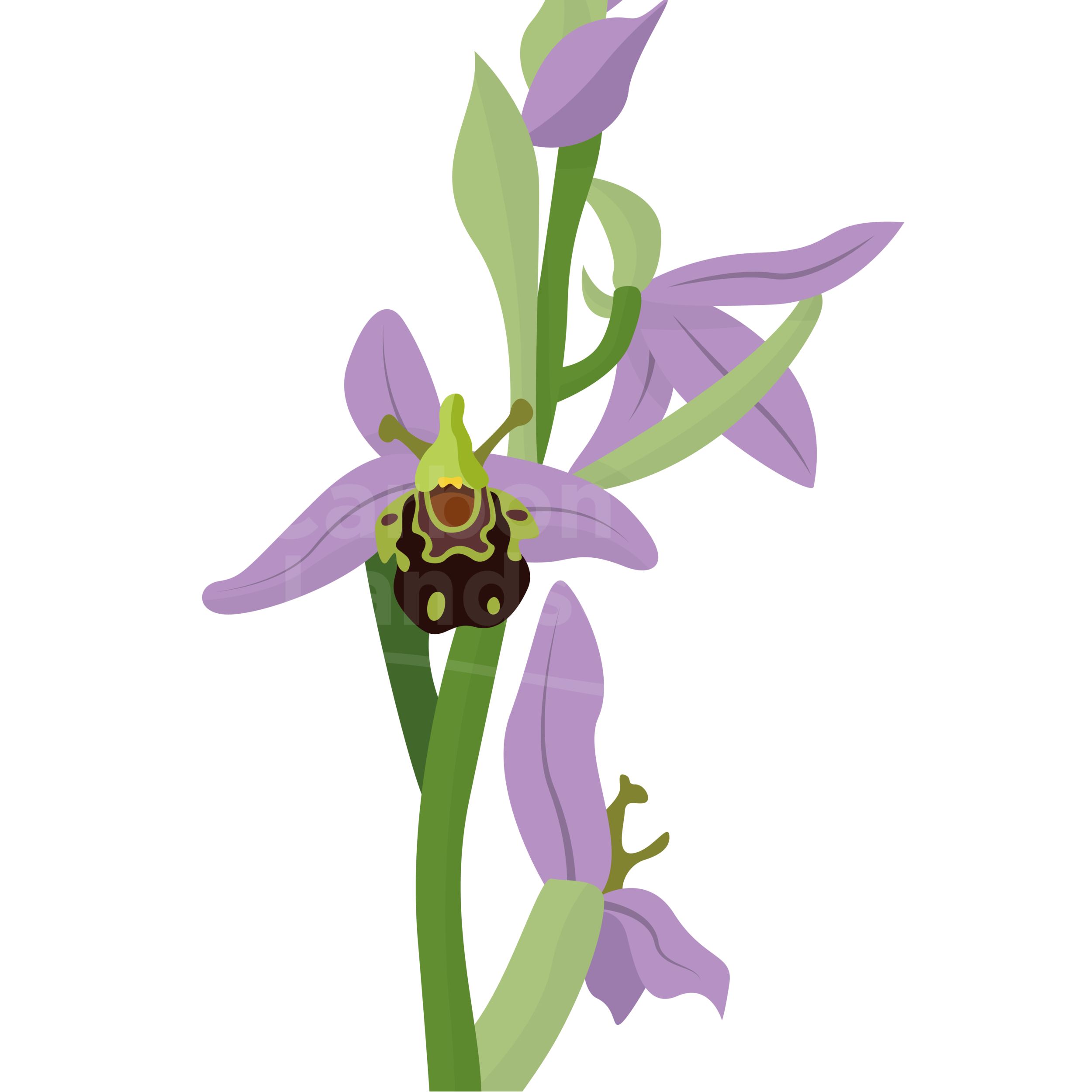 CL-species-website-13.png