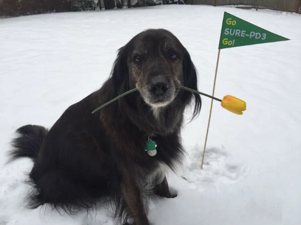 Charlie Shepiddy, motivational mascot of the ongoing SURE-PD3 trial of inosine as a candidate neuroprotective therapy