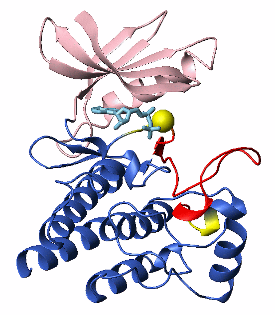 Molecular model of LRRK2’s kinase. The position of the G2019S mutation is shown as a yellow ball, at one ‘hinge’ of the activation segment. The effect of the mutation, of having a serine (S) at this position, is to keep the ‘activation segment’ (shown in red) always ajar. Normally this may close and open to regulate access to the pocket beneath, to allow LRRK2 substrates access to be phosphorylated (P). An ATP molecule that donates the phosphate (P) is shown in light blue. Other domains of the LRRK2 kinase are shown in pink and dark blue for contrast.