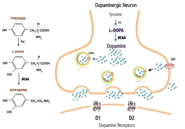 Pre-Clinical Models of Levodopa - Induced Dyskinesia