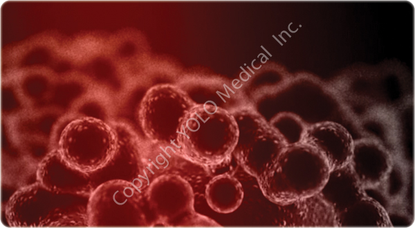 4. Water, Glycerol and Free Fatty Acids are released from the adipocytes.