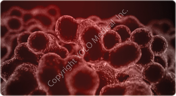 5. Continued release until complete deflation of adipocytes.