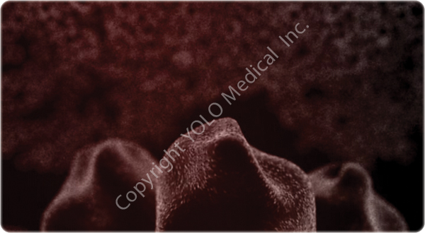 8. Collapse of the adipocyte.