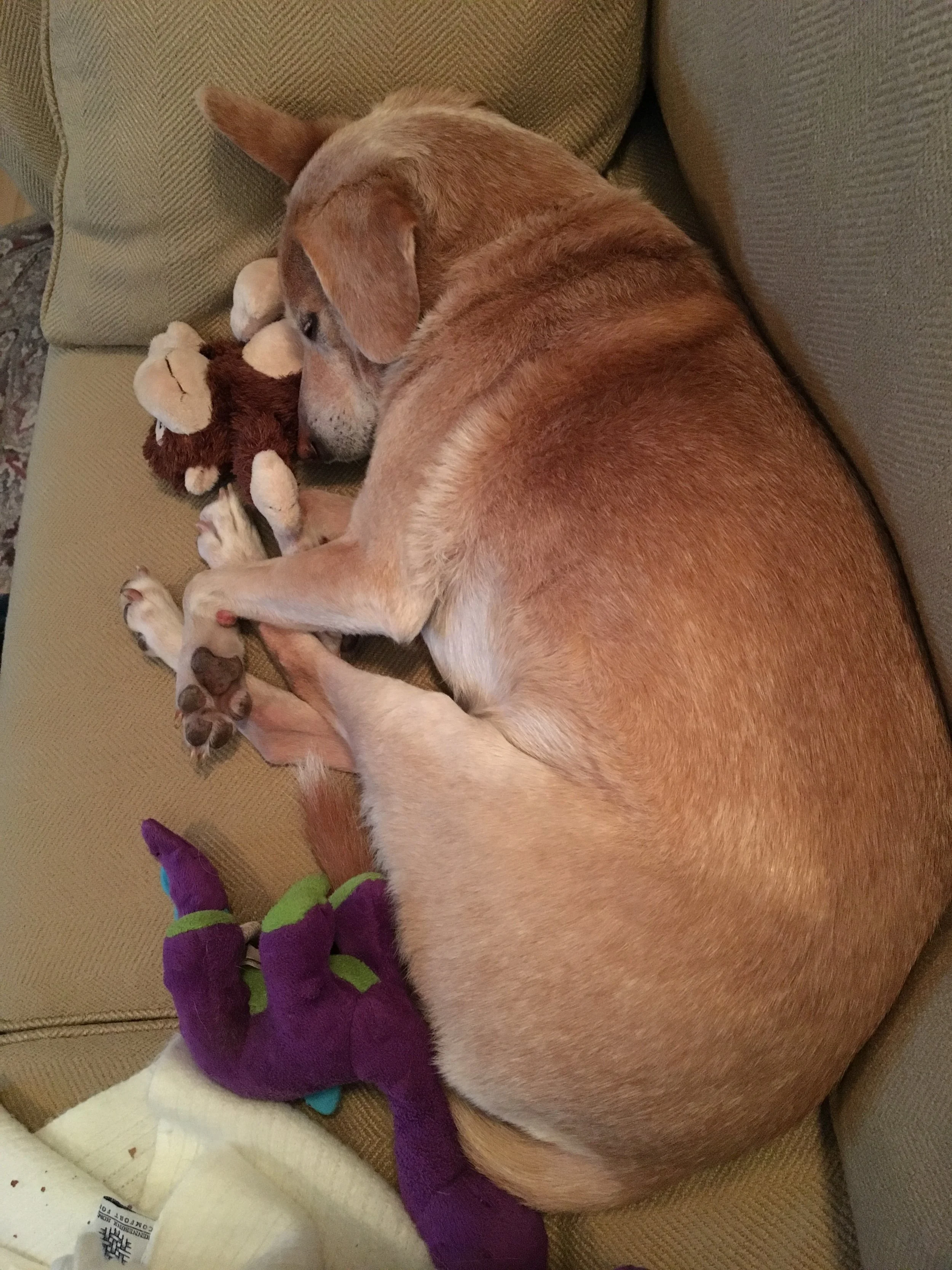 Rudy and his animals.JPG