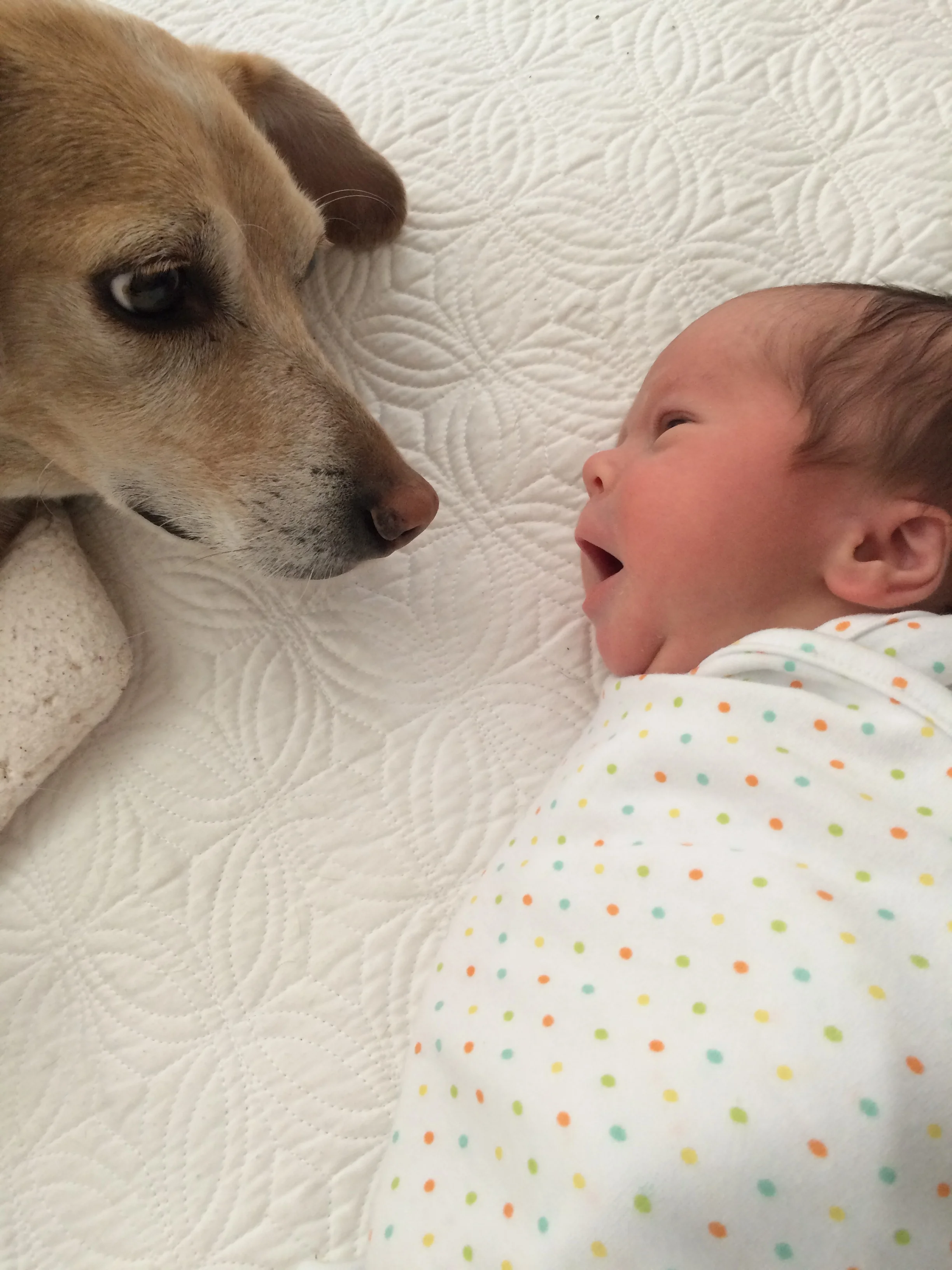 Furst Babies