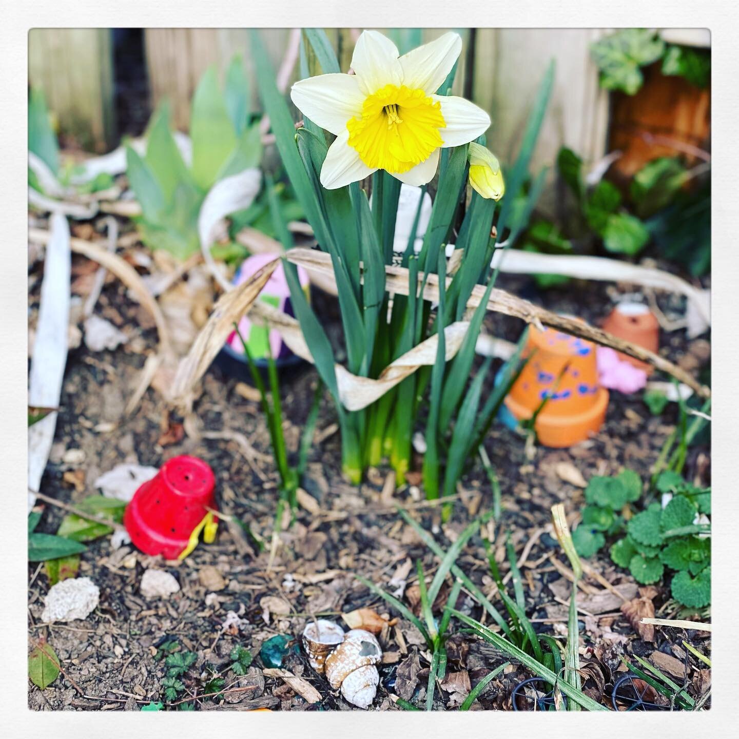 Sweet boy had me document the &ldquo;first spring bloom&rdquo; ❤️

#naturelovers #getoutside #springiscoming #soareallergies