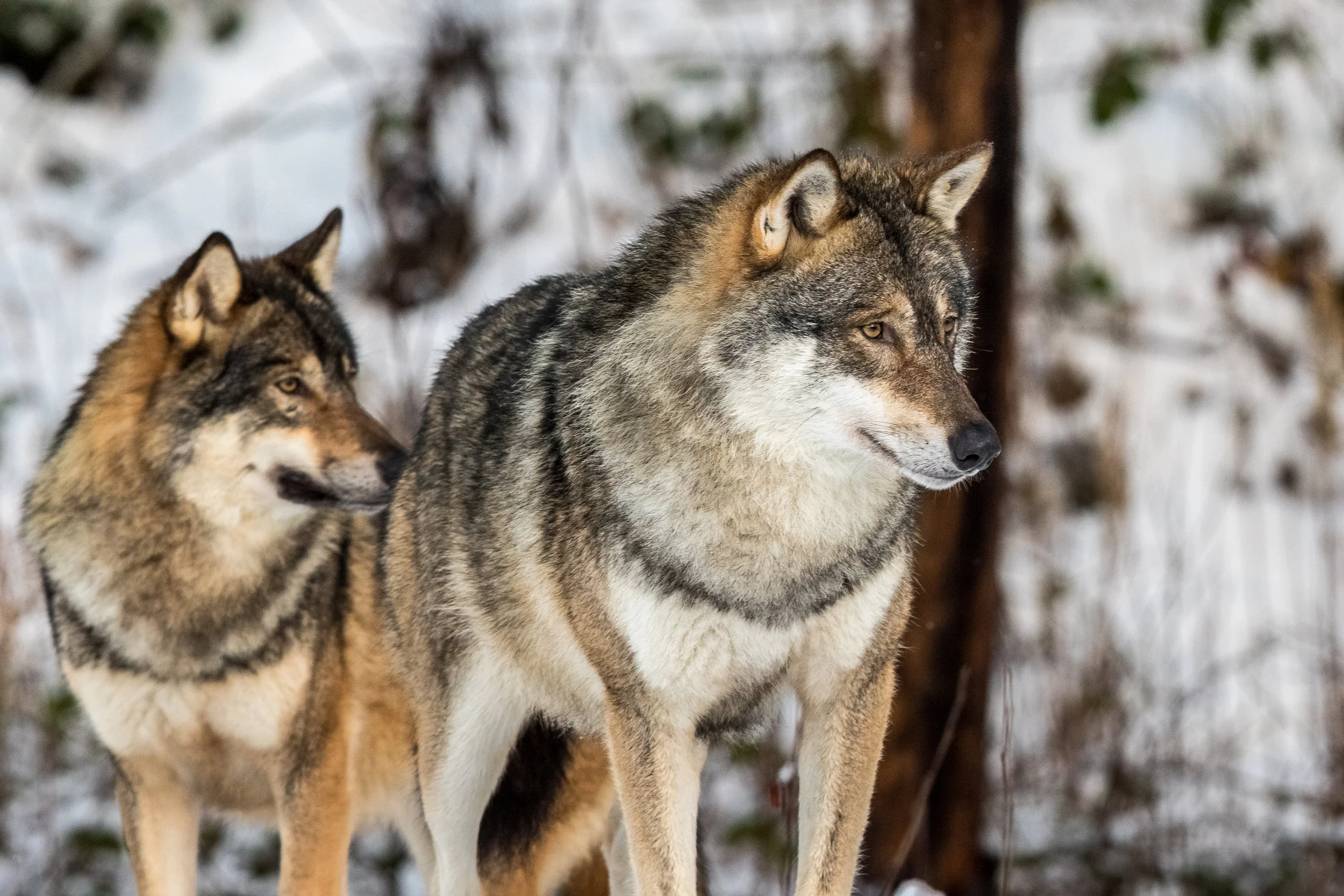 Two wolves.jpg