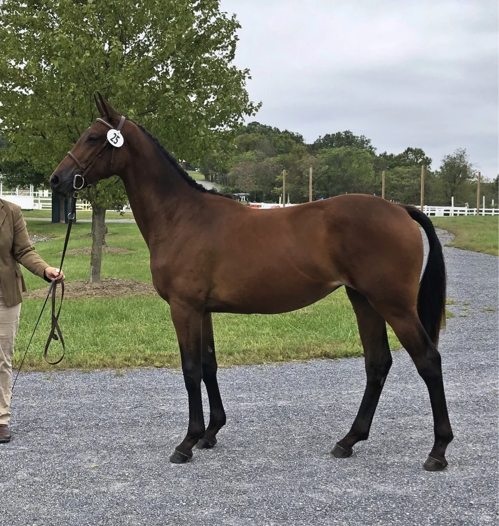 Bellavista Faithful - At USEA Future Event Horse Championships, September 2018. Faith was the highest scoring yearling filly nationwide. The judges scoring sheets are available and their comments were impressive!