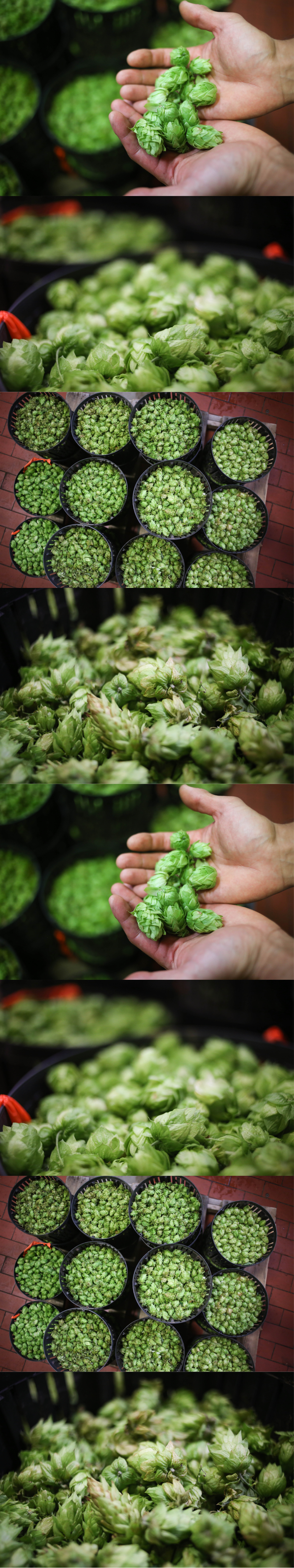 fresh hops xl.png
