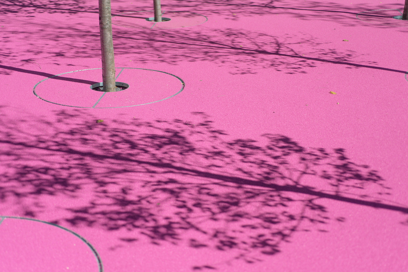 June Callwood Park - Pink Surface Tree Detail