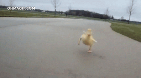 duckling-excited-on-seeing-camera.gif