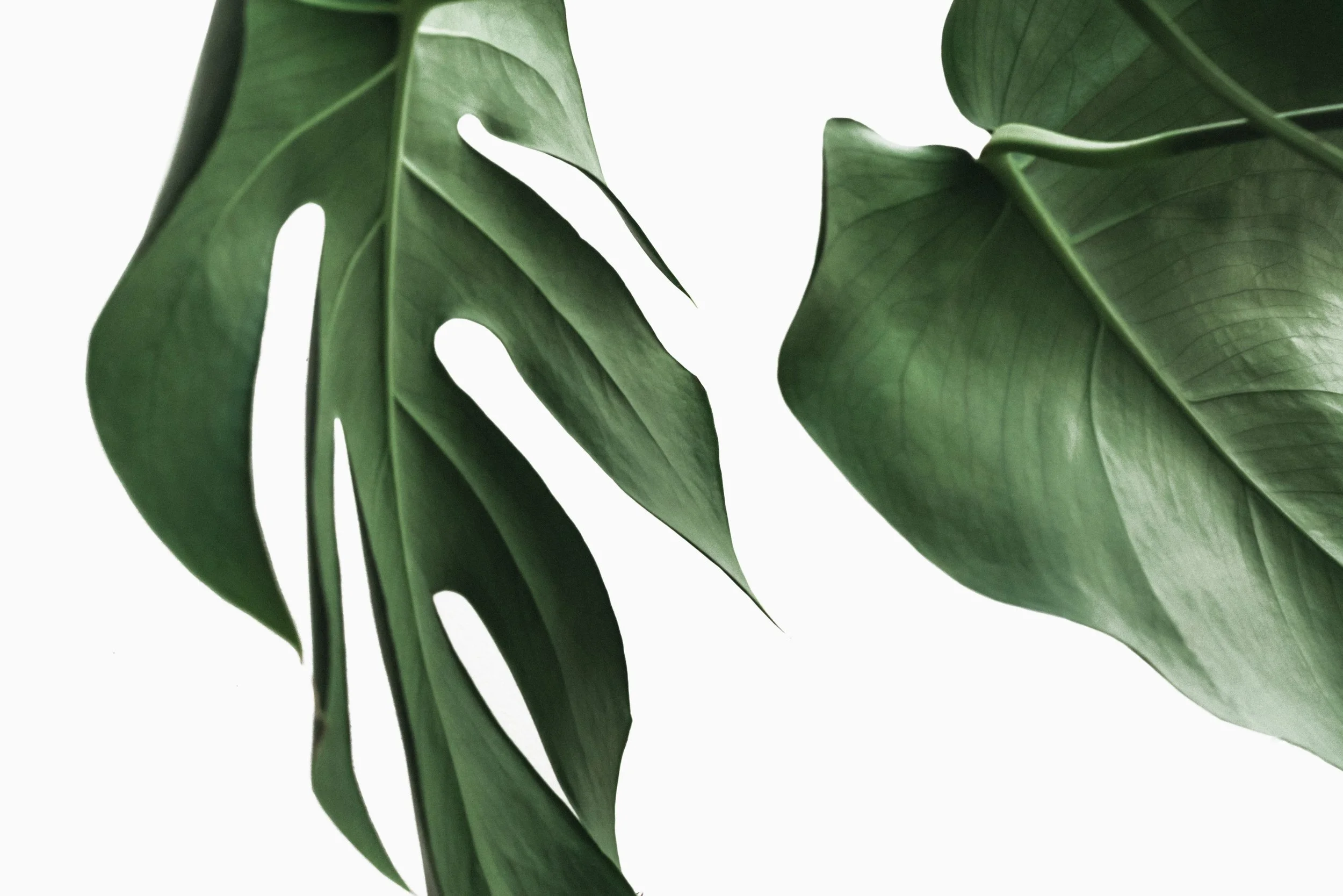nordwood-themes-jt7z4CPEjEI-unsplash.jpg