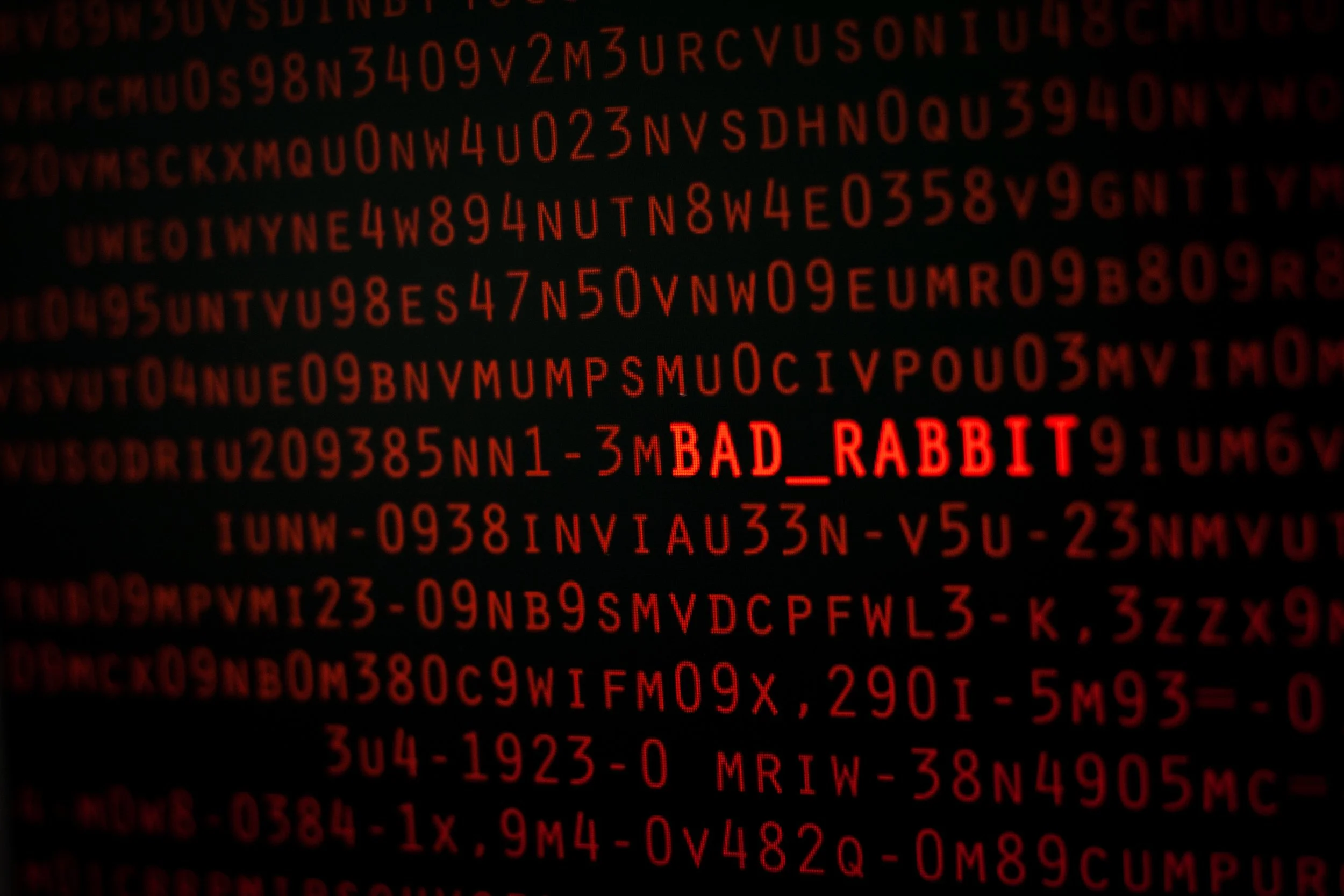 bad rabbit.jpg