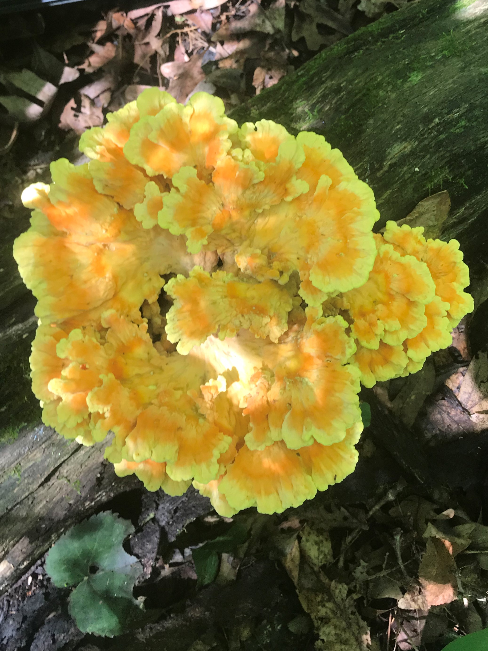 chicken of the woods.jpeg