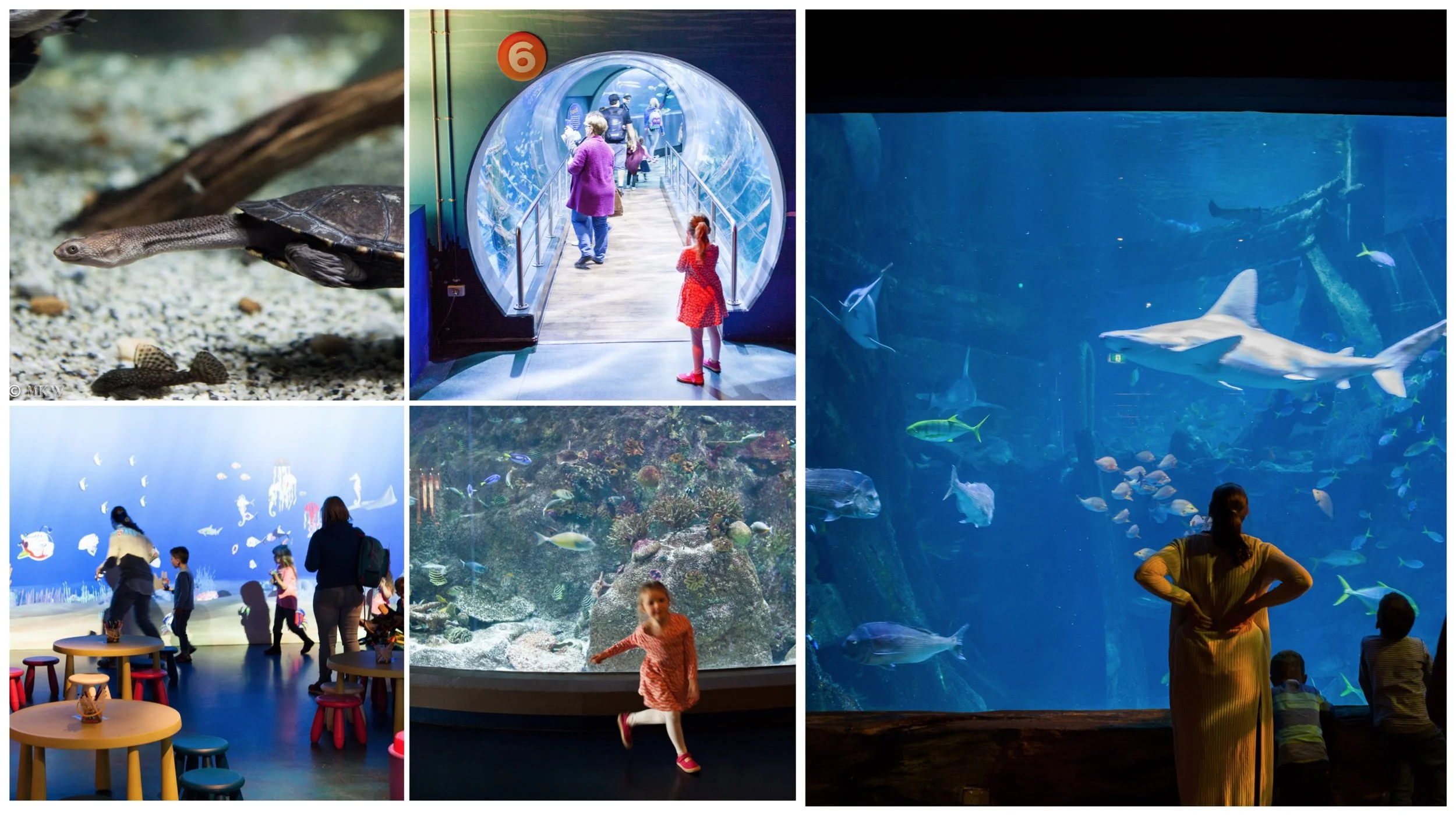 sealife aquarium, melbourne