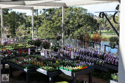 poyntons nursery and cafe