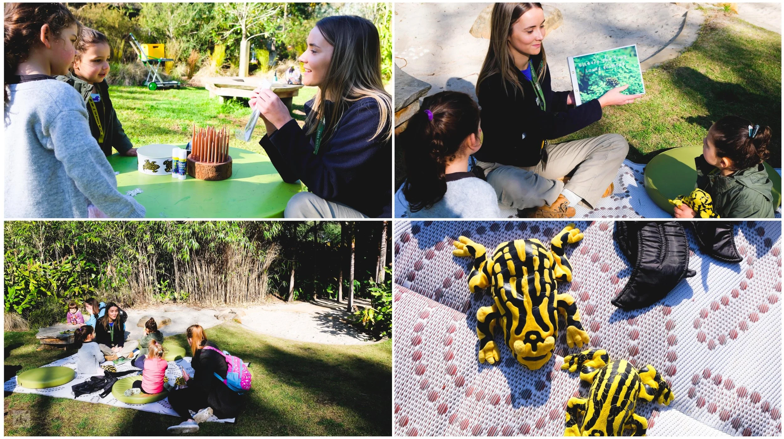 corroboree frog fridays @ melbourne zoo, parkville