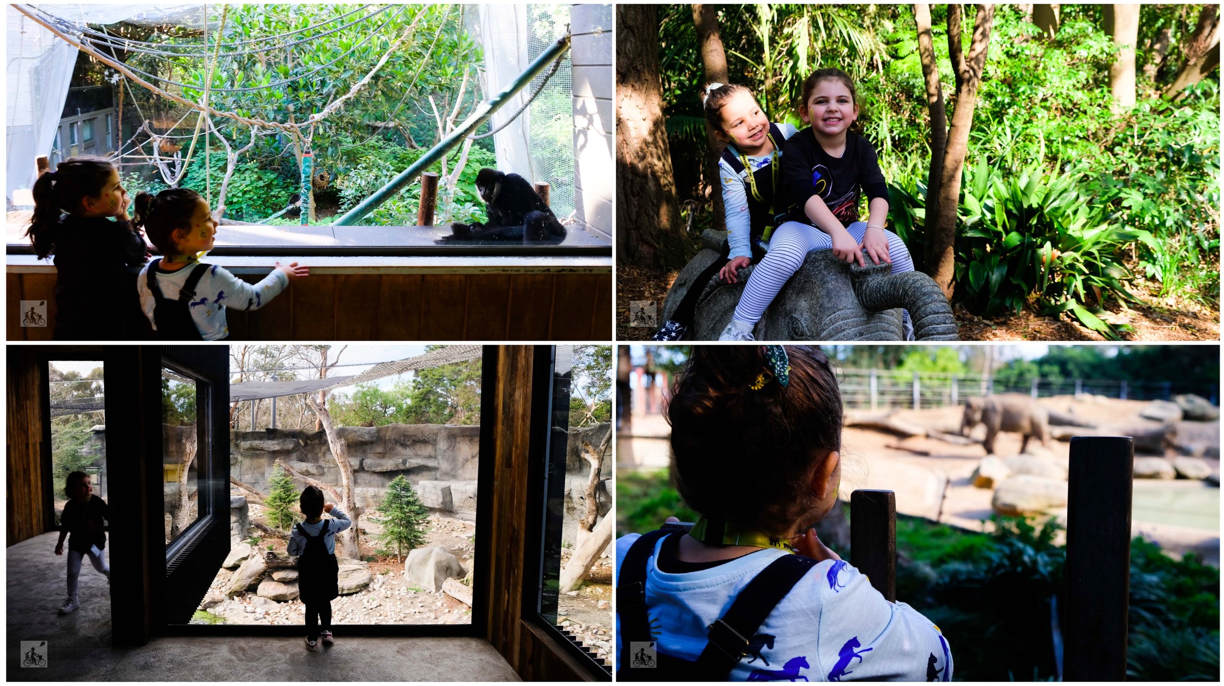 melbourne zoo reopening, parkville