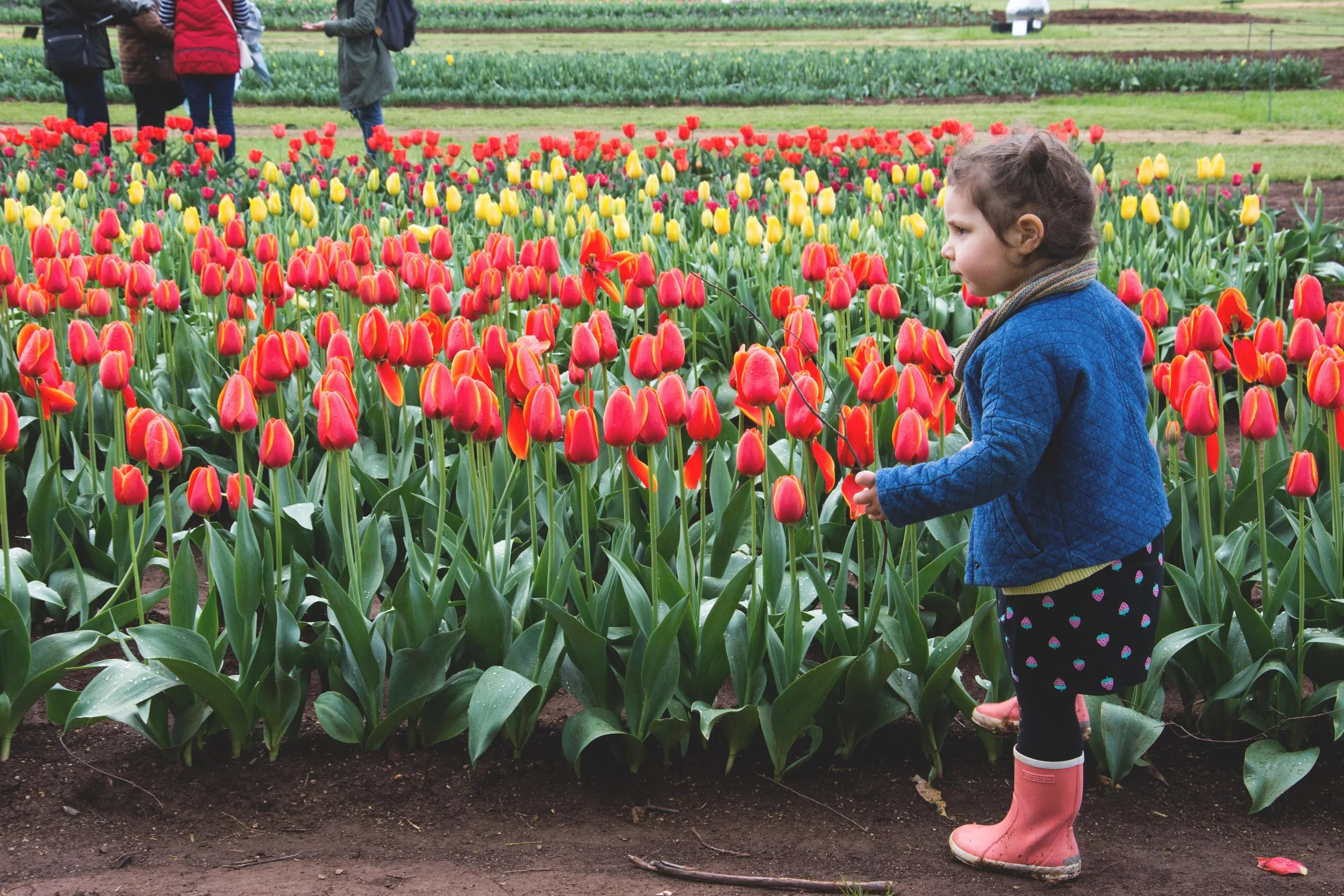 tesseler tulip festival - mamma knows north