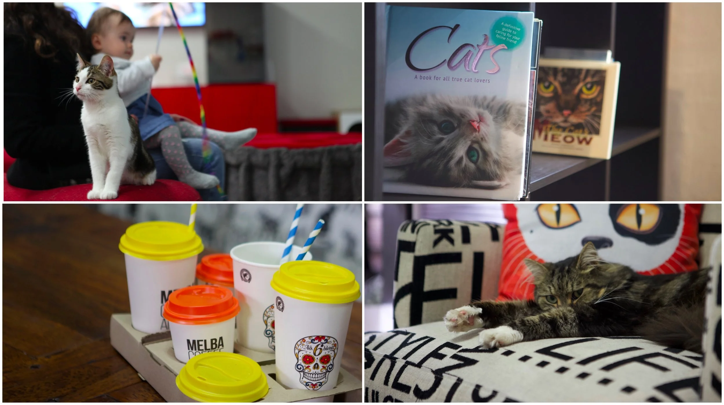 maneki neko cat lounge, preston