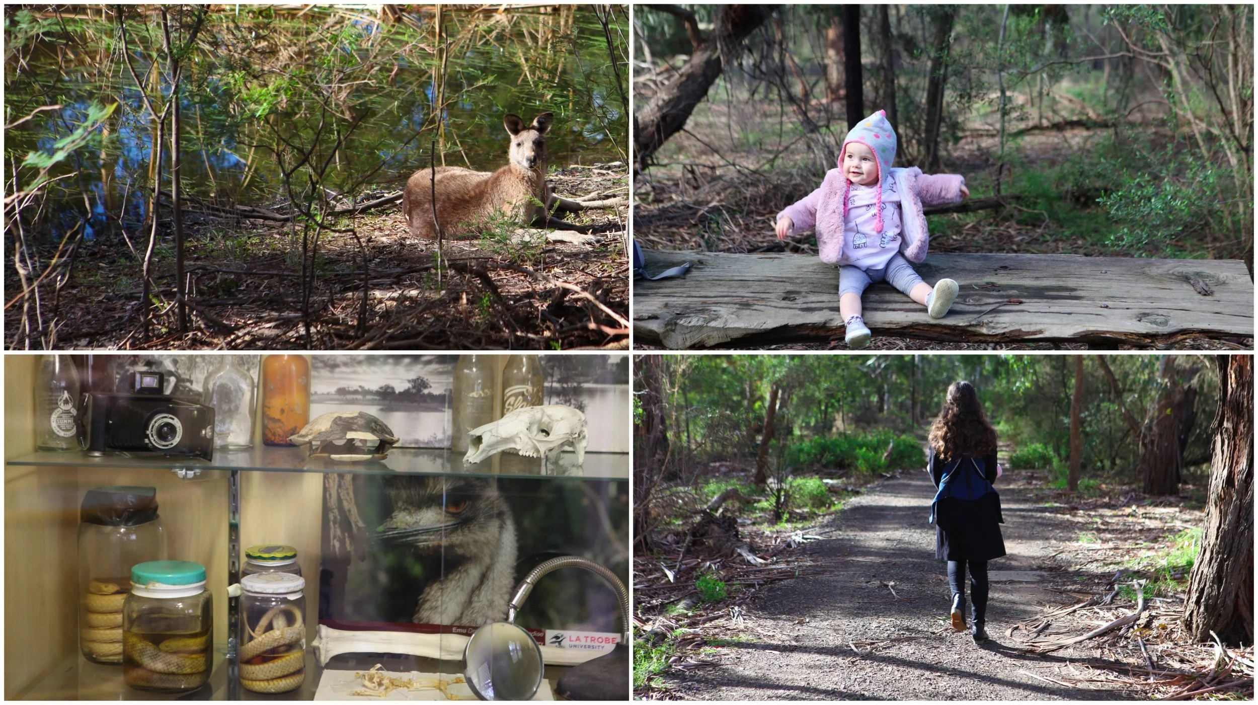 nangak tamboree (formerly la trobe) wildlife sanctuary, bundoora