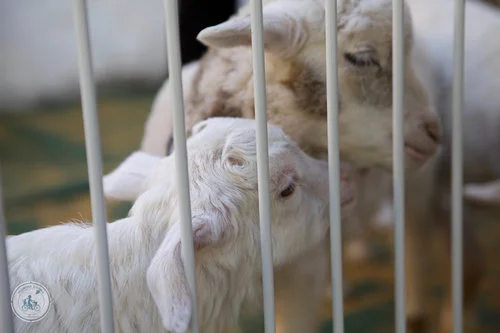 sweet spring school holiday programs 