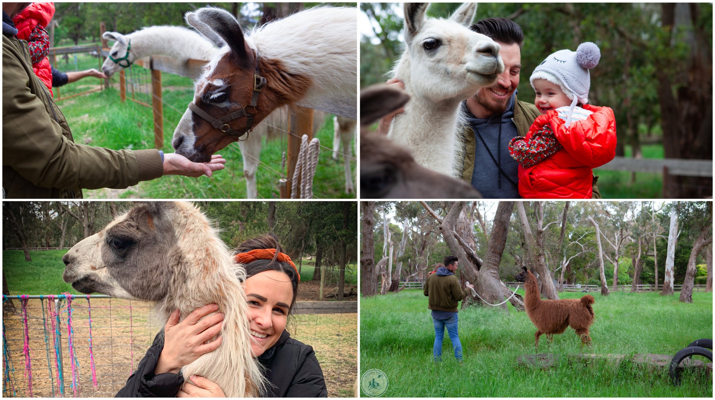 hanging rock llama treks, woodend