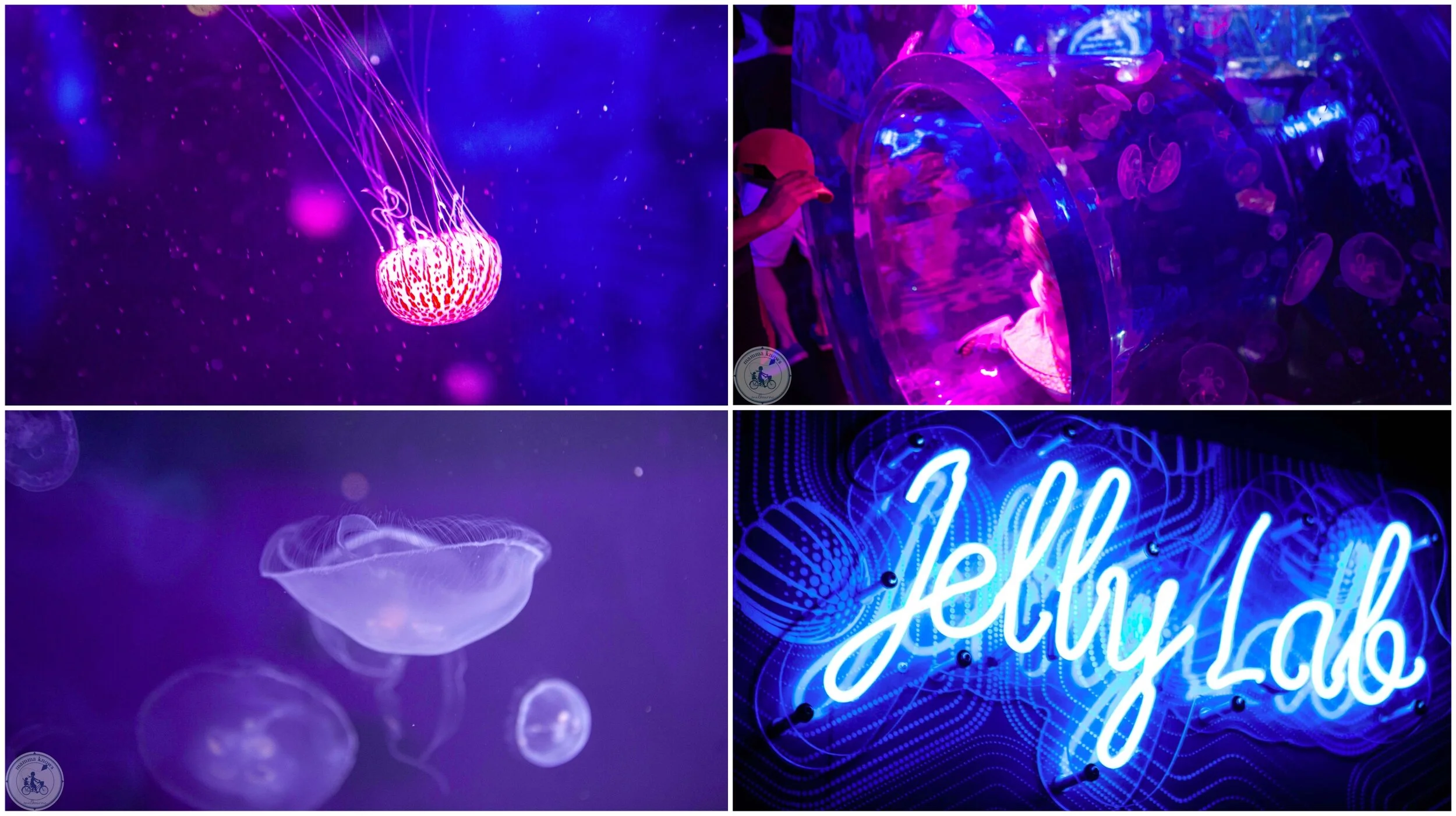 ocean invaders, sea life aquarium, melbourne