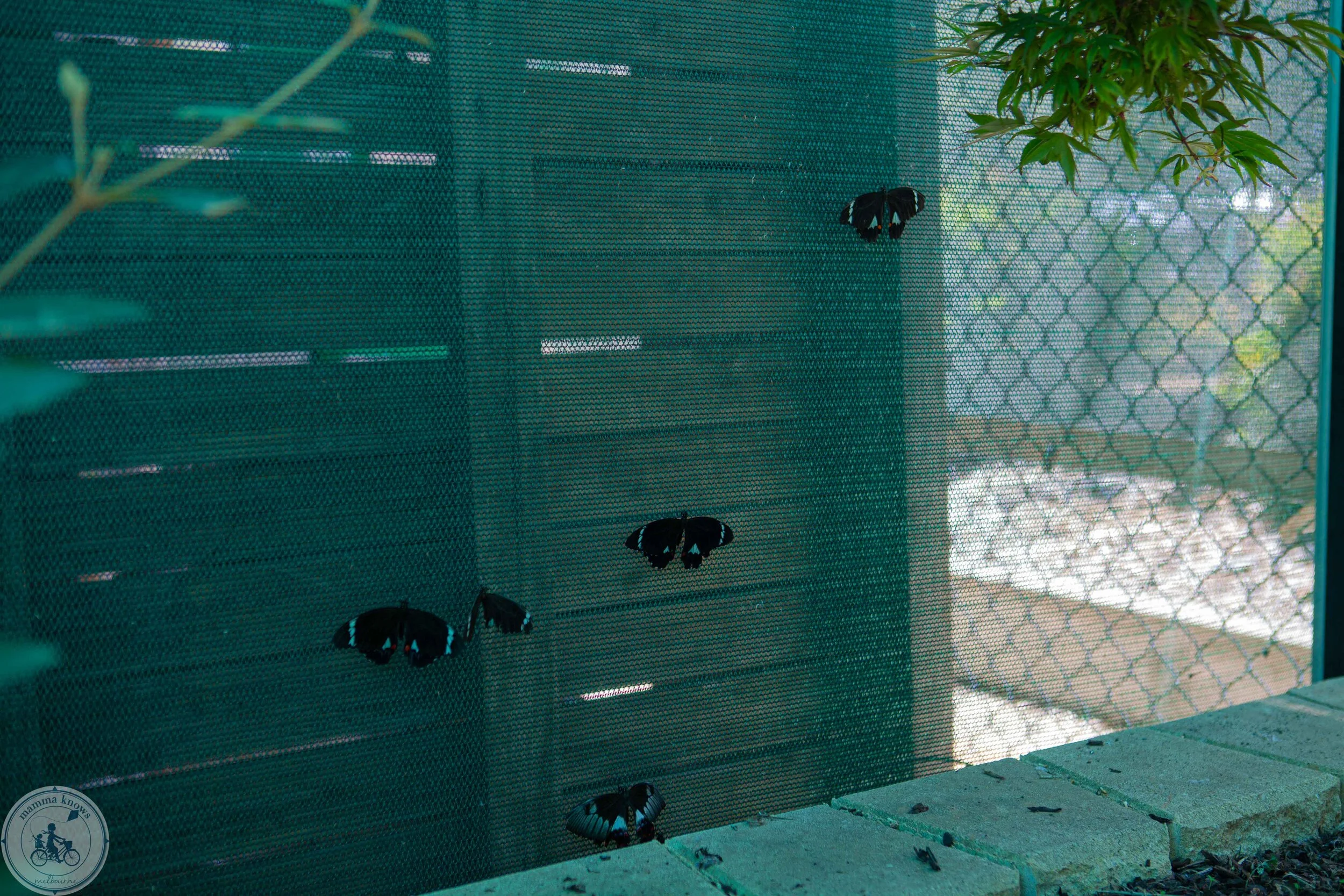 skydancers harcourt-4.jpg