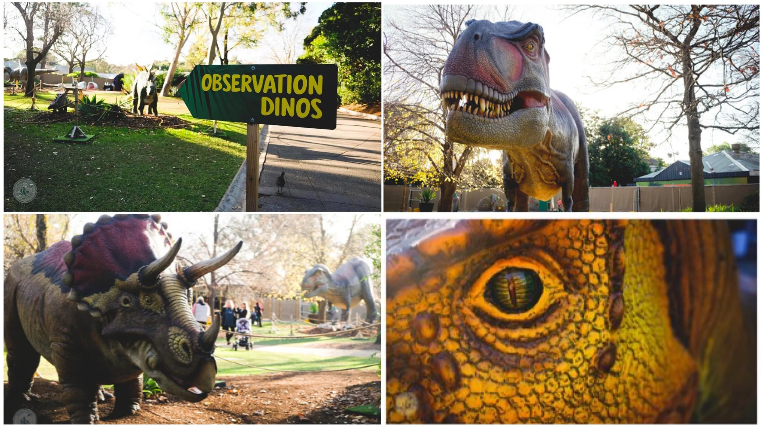 dino lab @ melbourne zoo, parkville