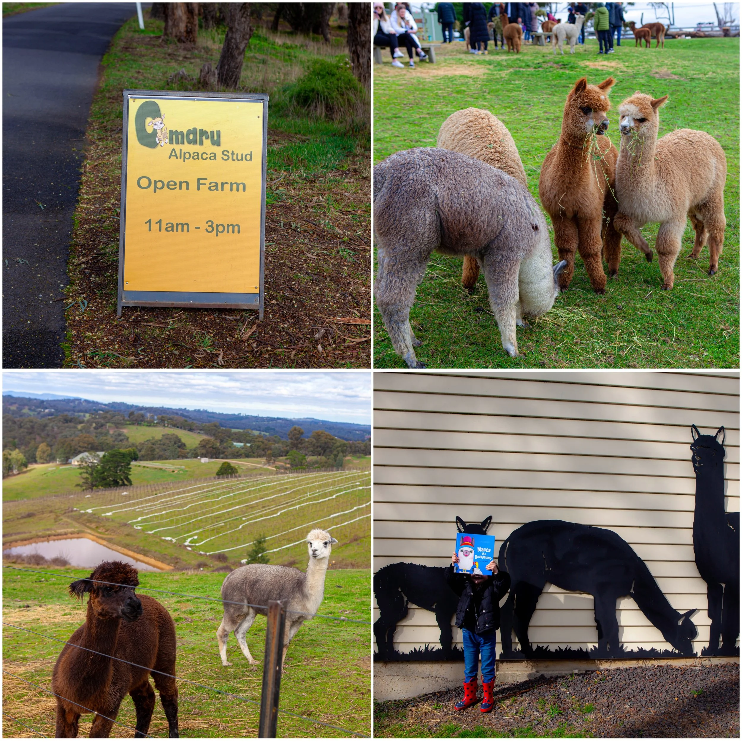 Omaru Alpaca Farm, Cottles Bridge — mamma knows north