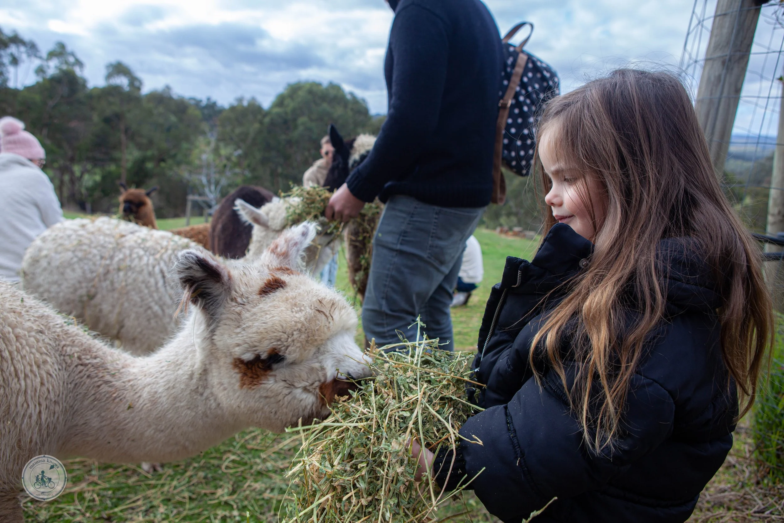 Omaru Alpaca Farm, Cottles Bridge — mamma knows north